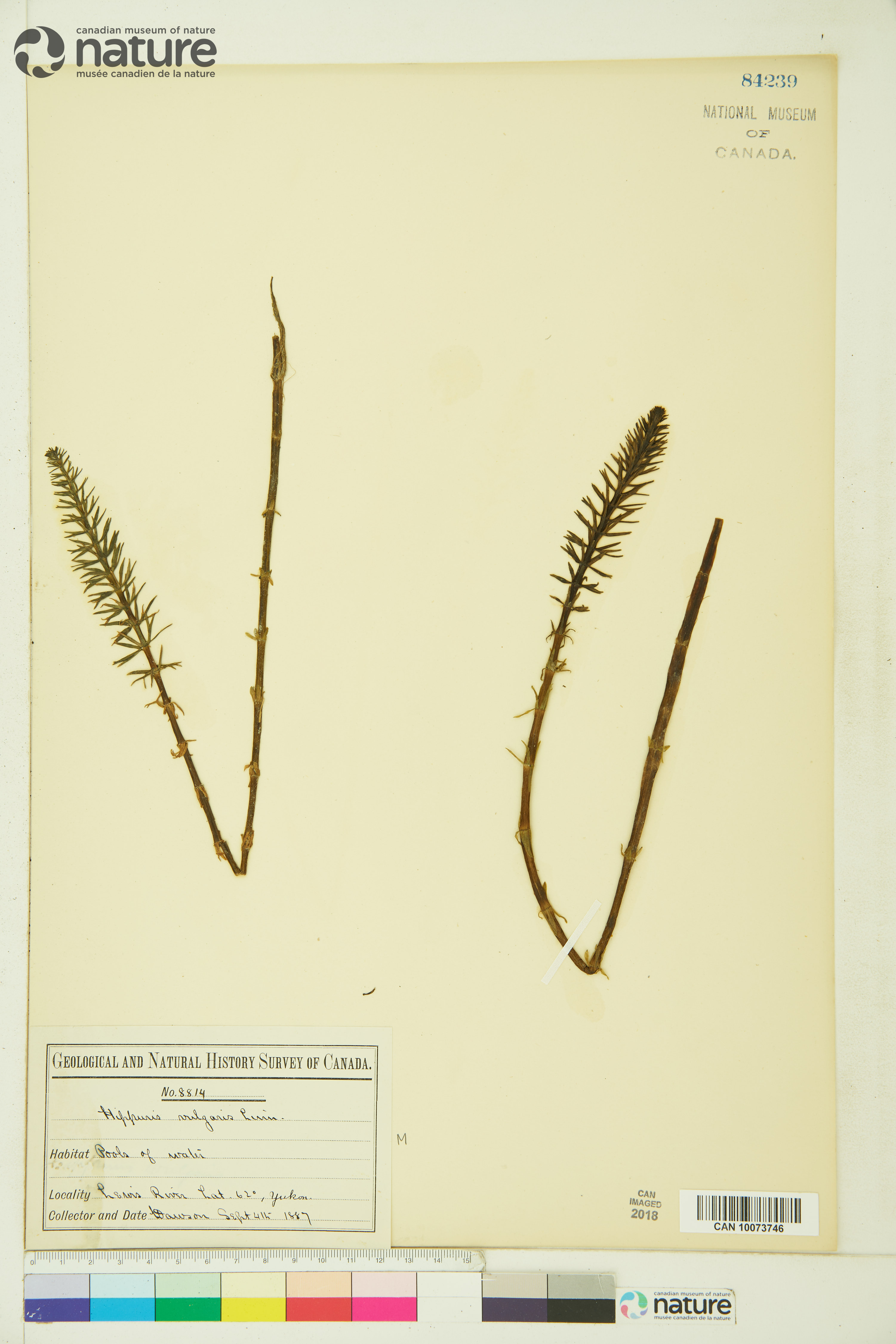 Hippuris vulgaris image