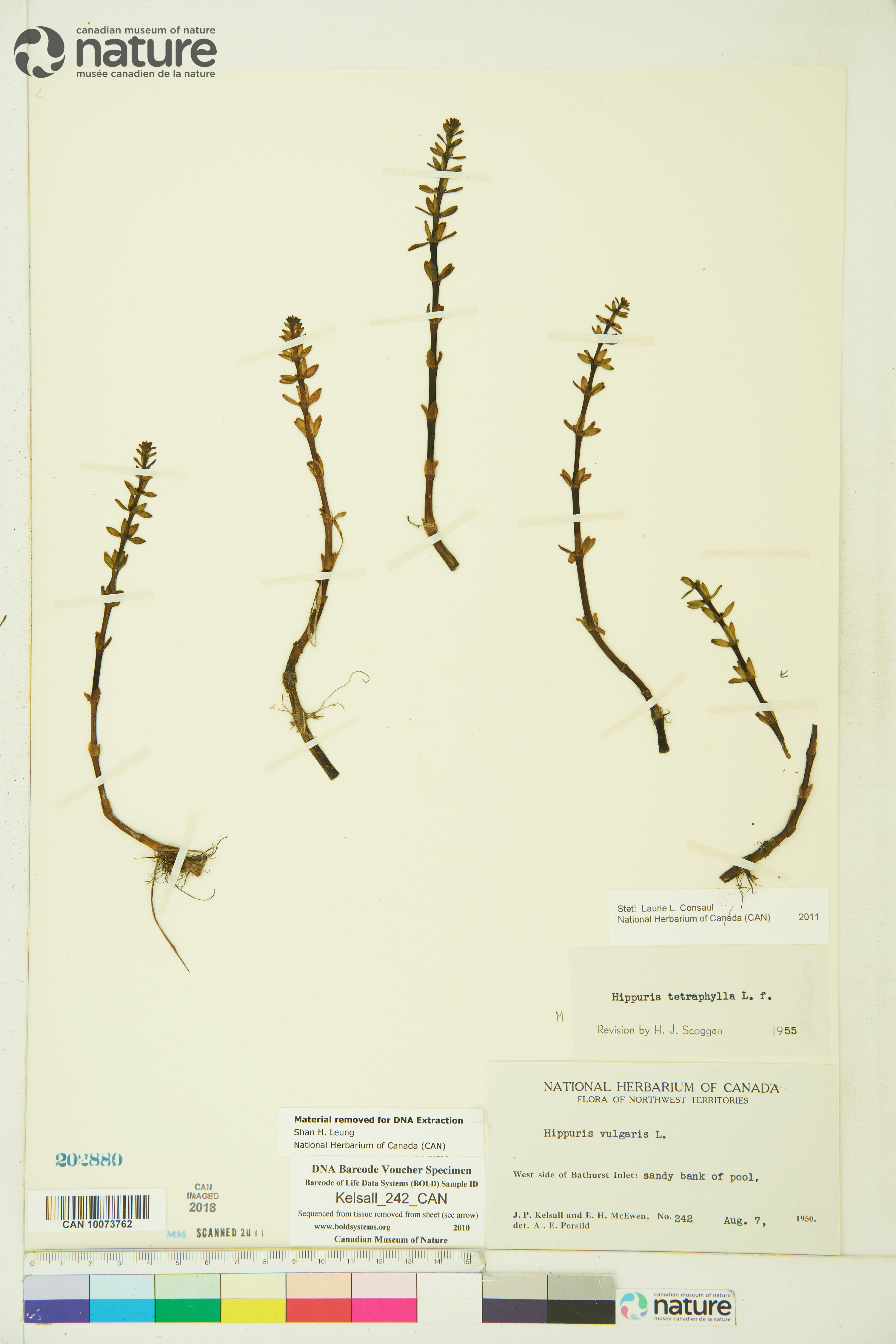 Hippuris tetraphylla image