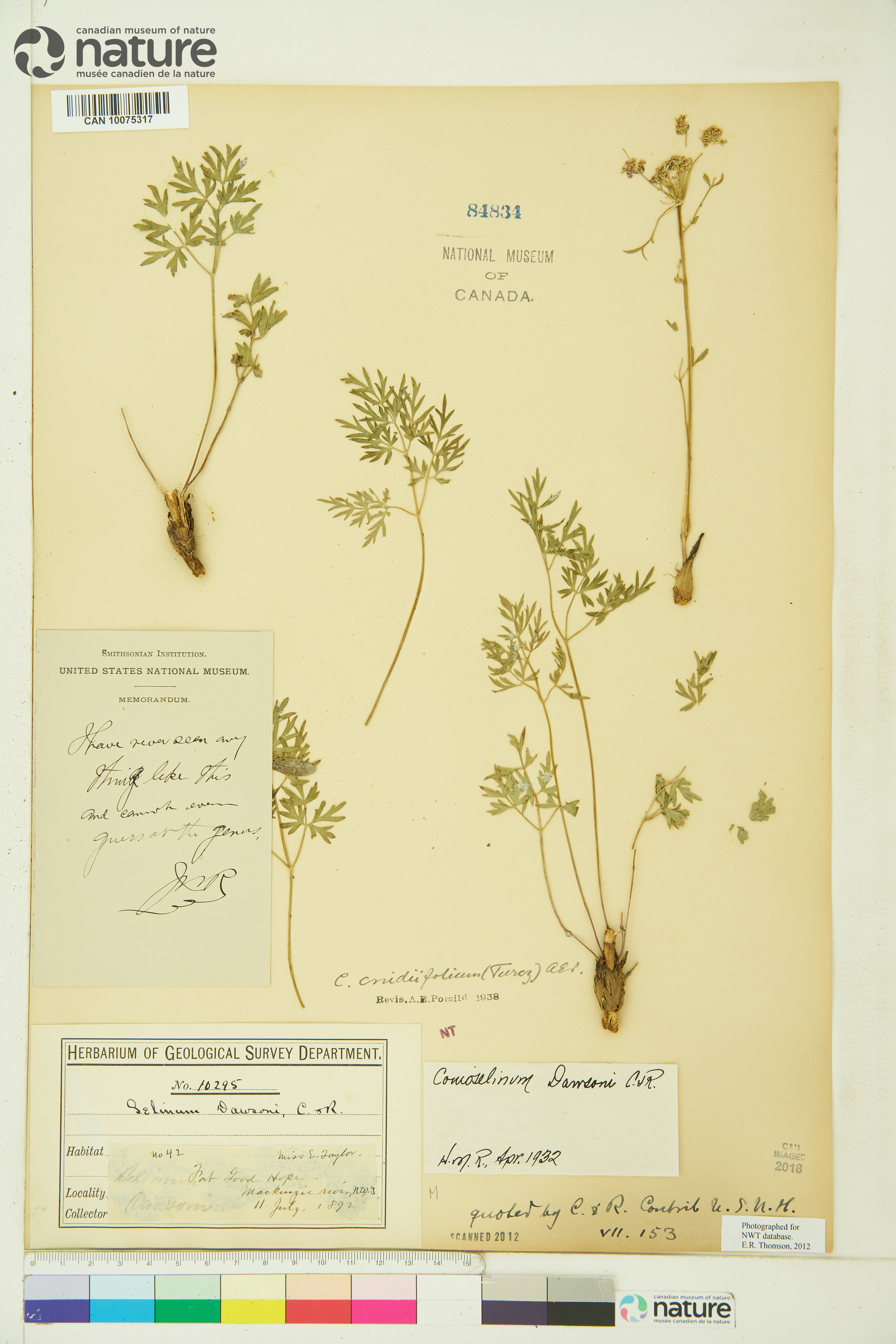 Conioselinum cnidiifolium image
