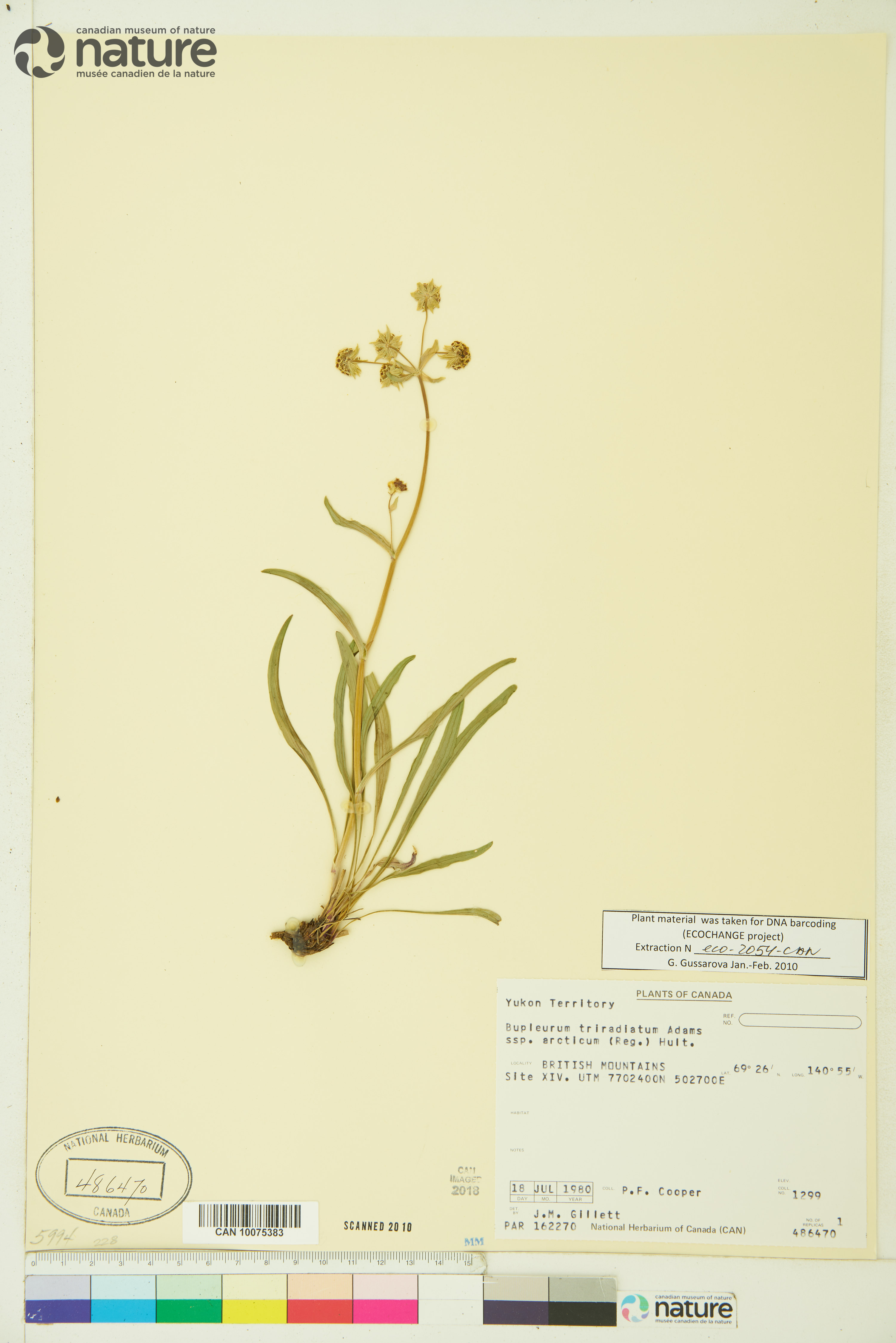 Bupleurum arcticum image
