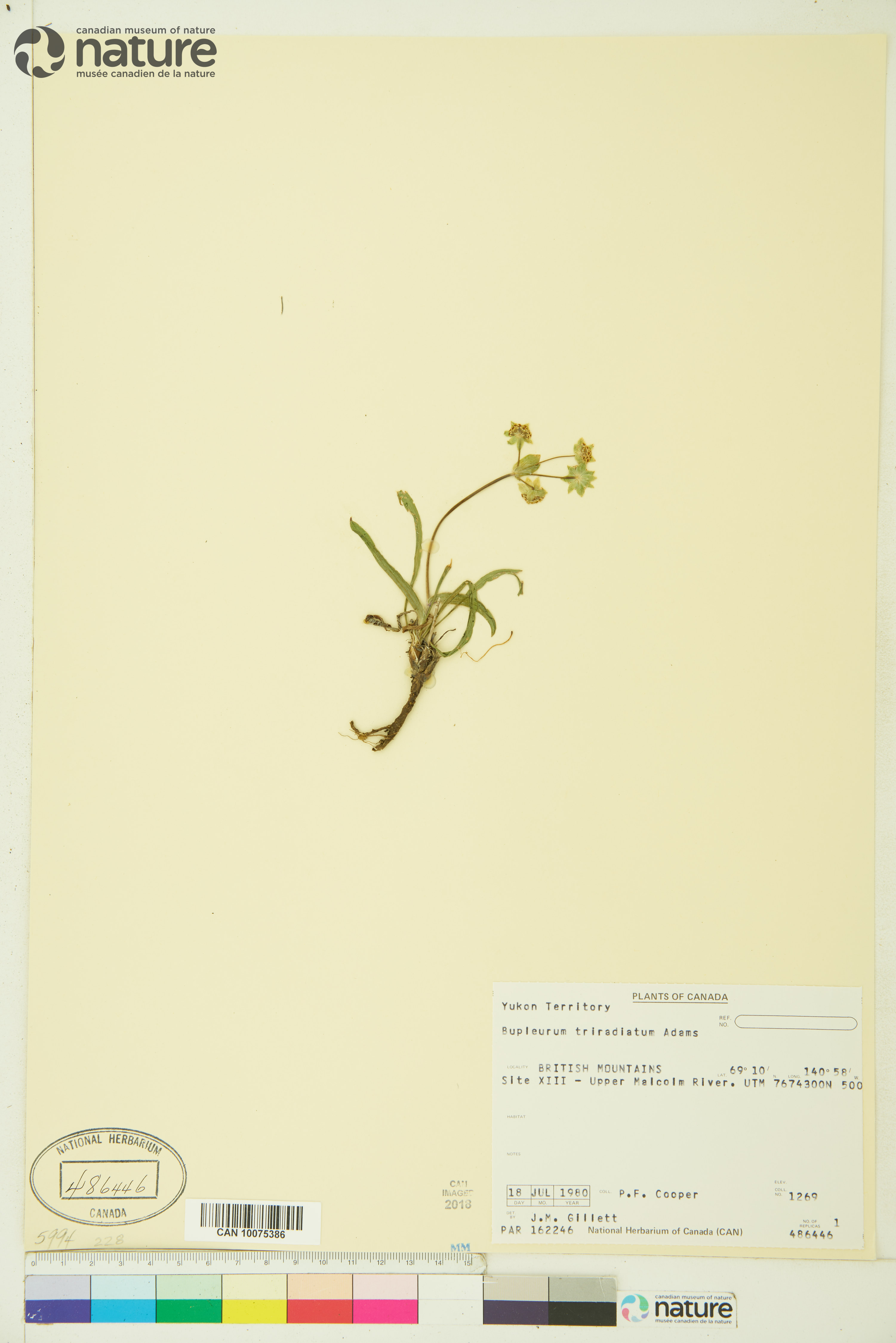 Bupleurum arcticum image