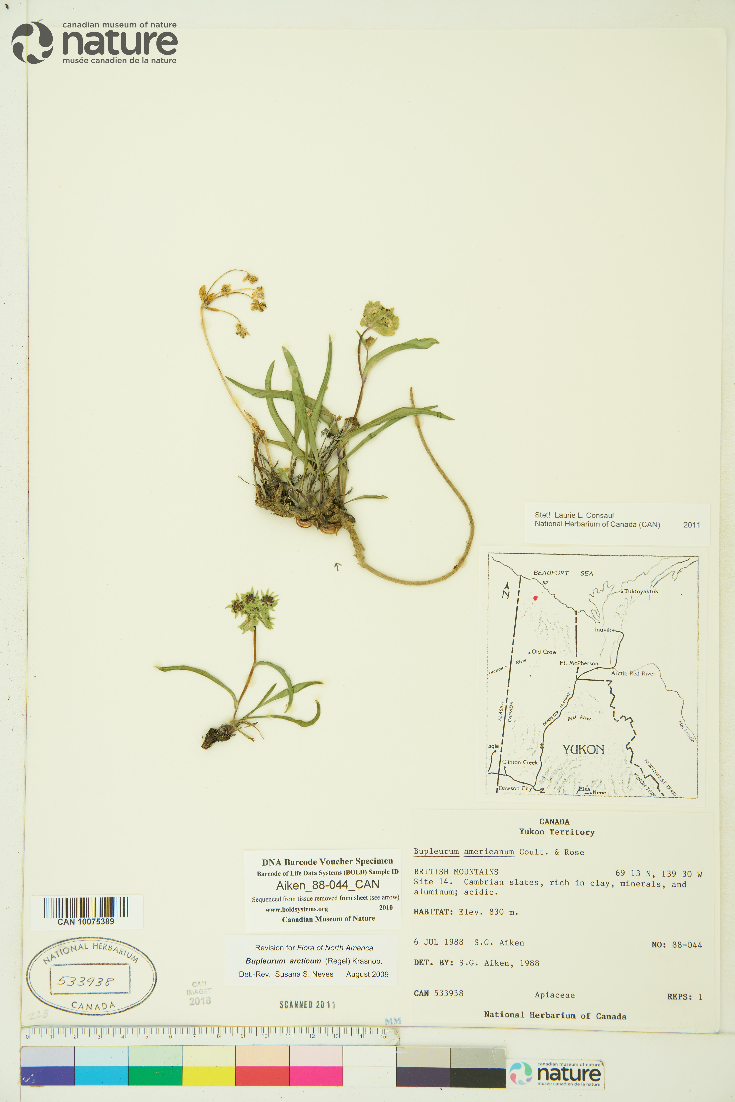 Bupleurum arcticum image