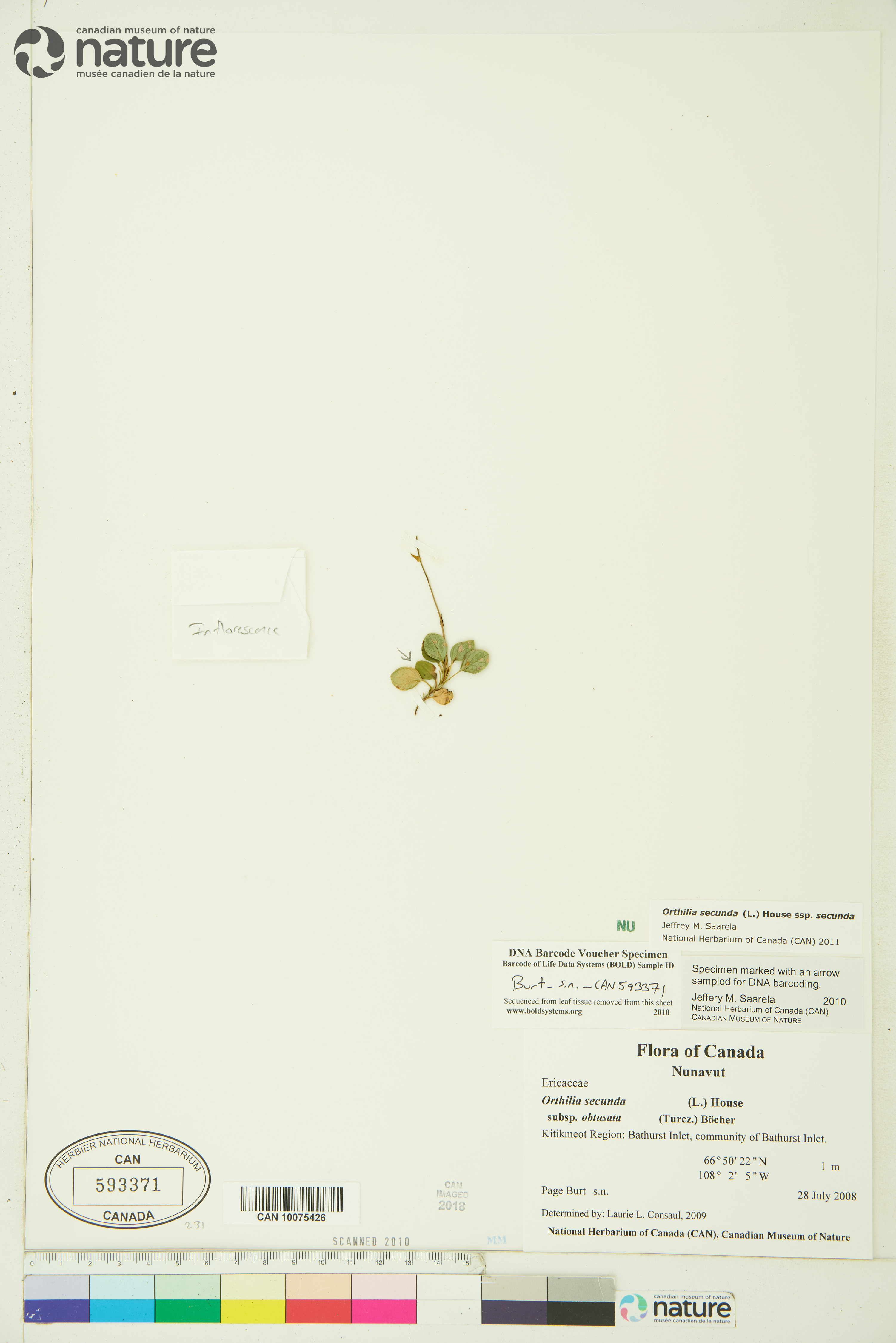 Orthilia secunda subsp. secunda image