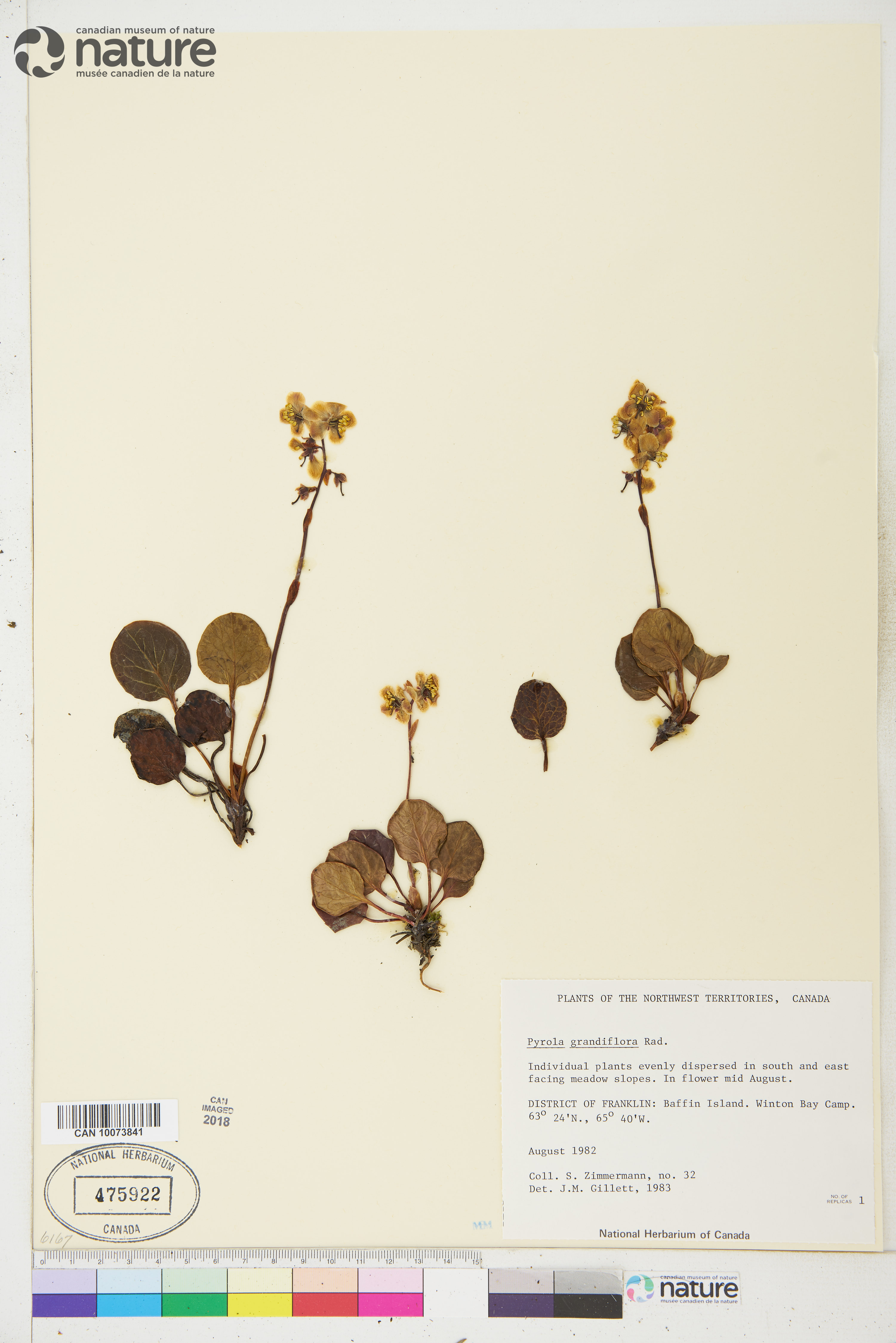 Pyrola grandiflora image
