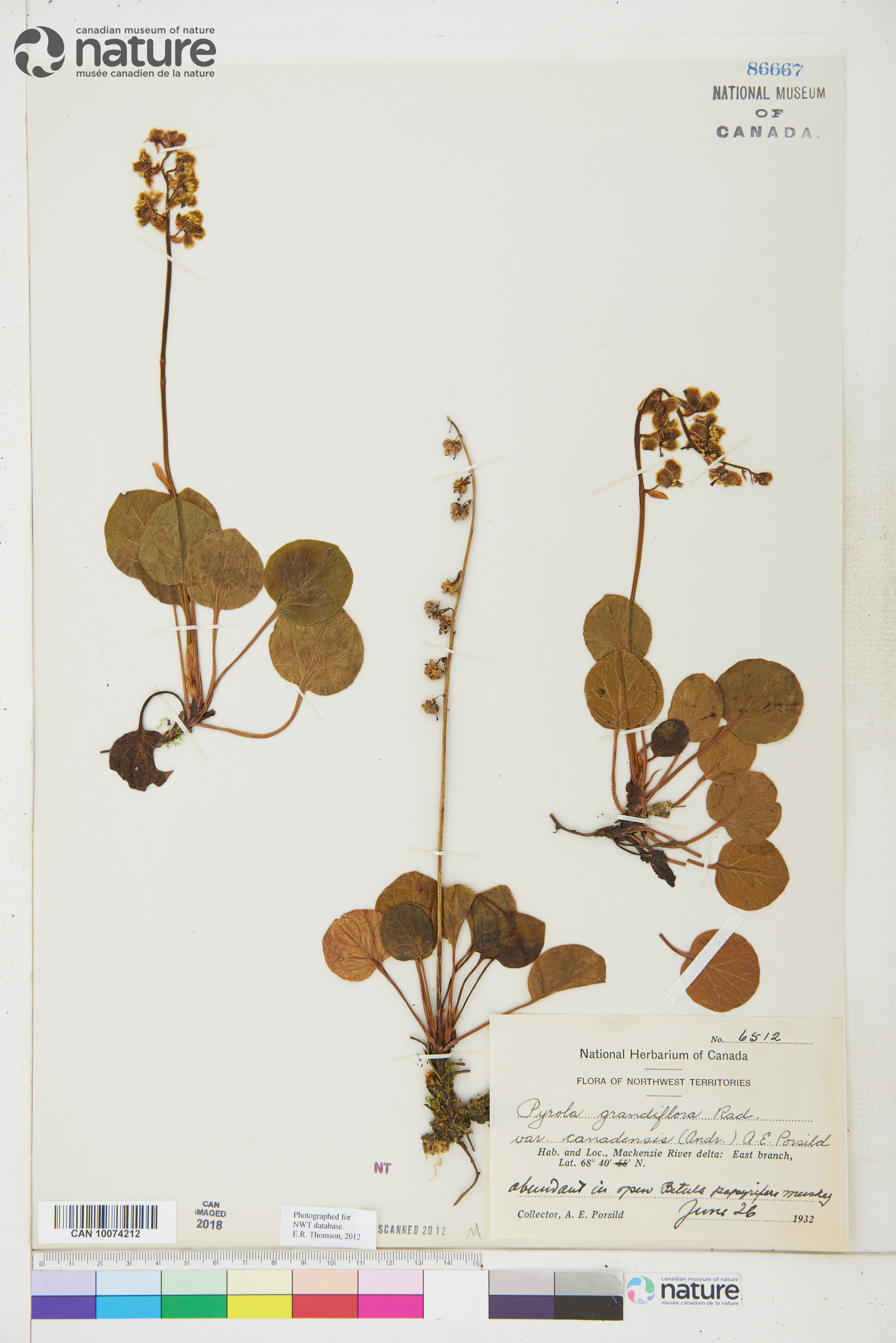 Pyrola grandiflora var. canadensis image
