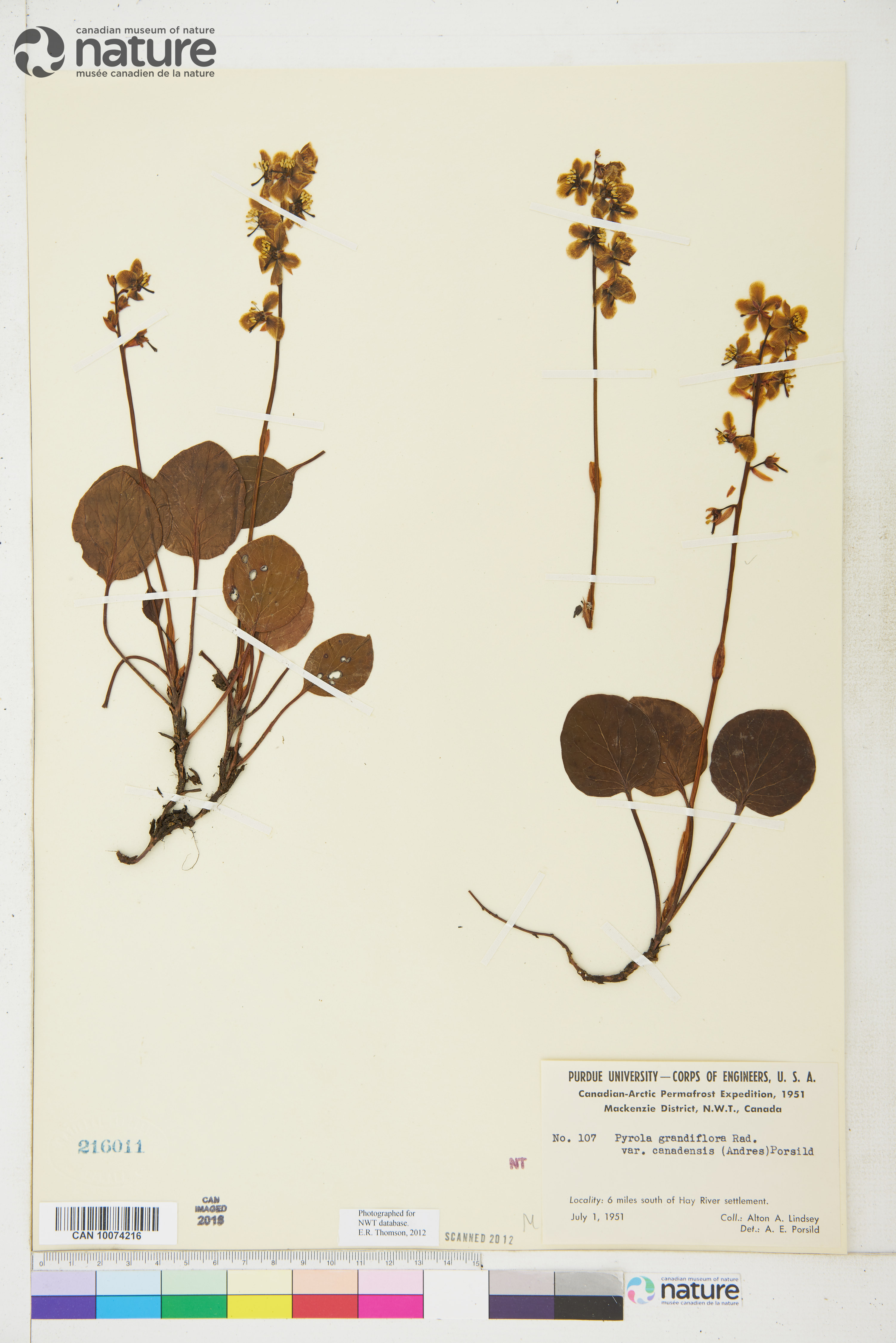Pyrola grandiflora var. canadensis image