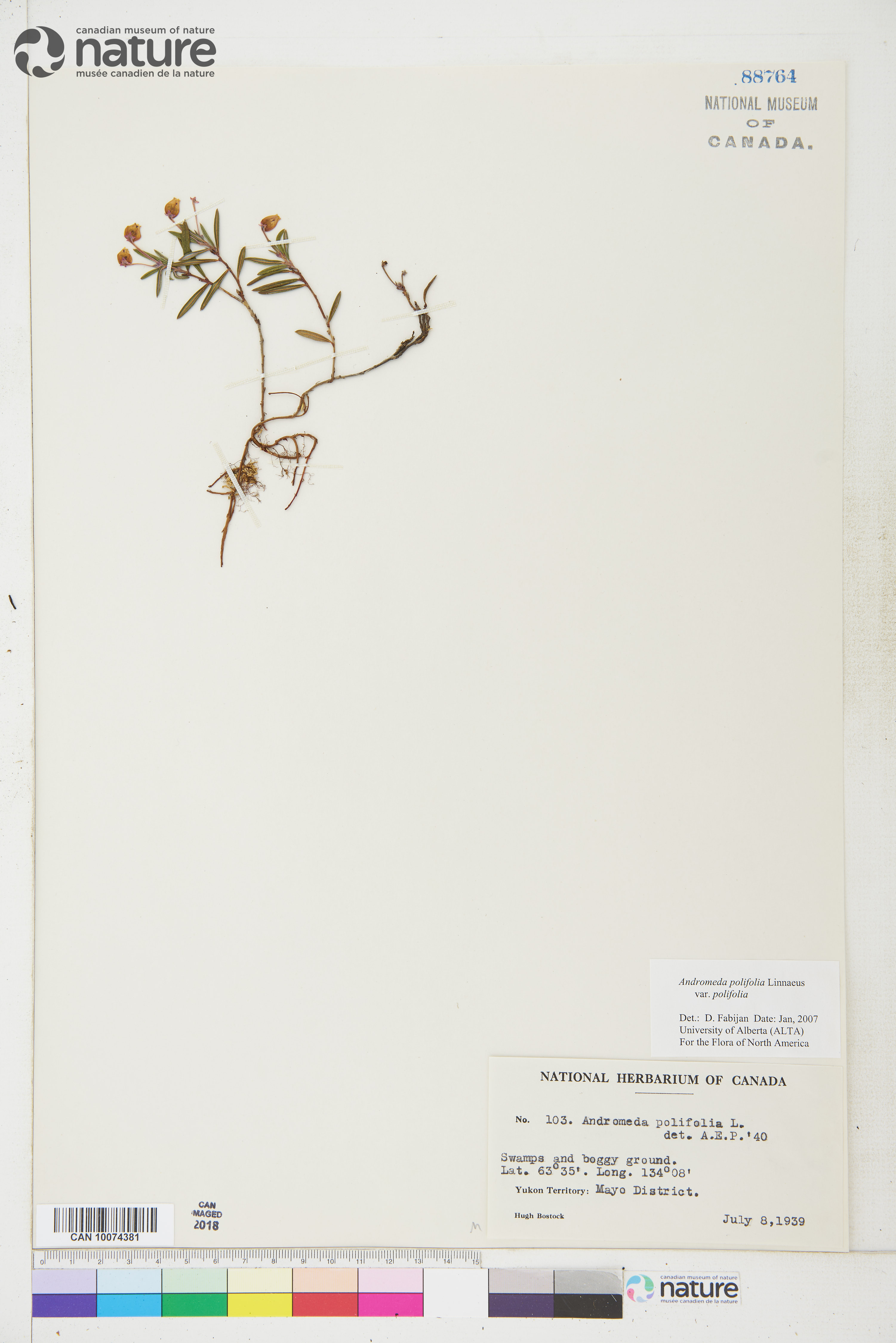 Andromeda polifolia var. polifolia image