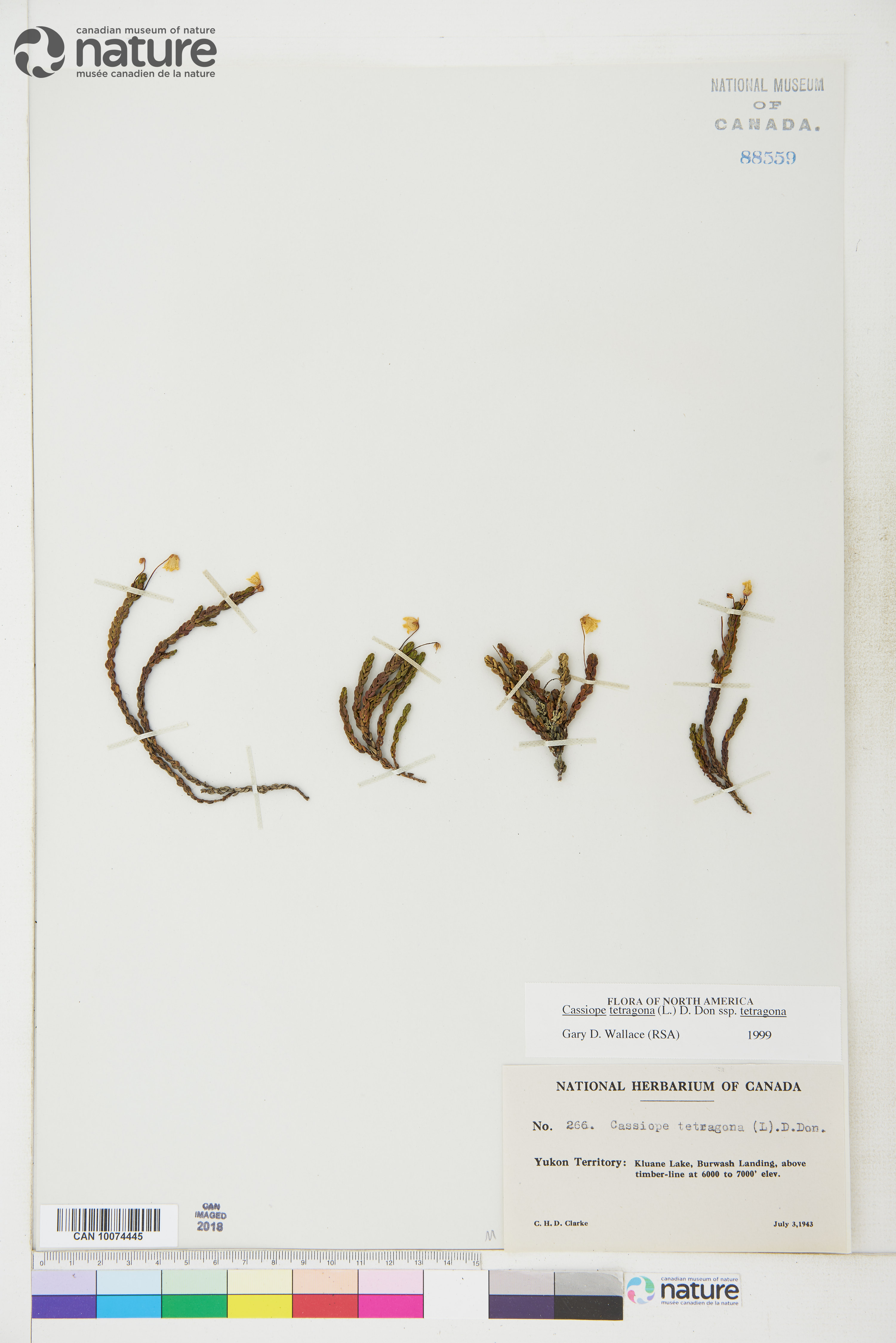 Cassiope tetragona subsp. tetragona image