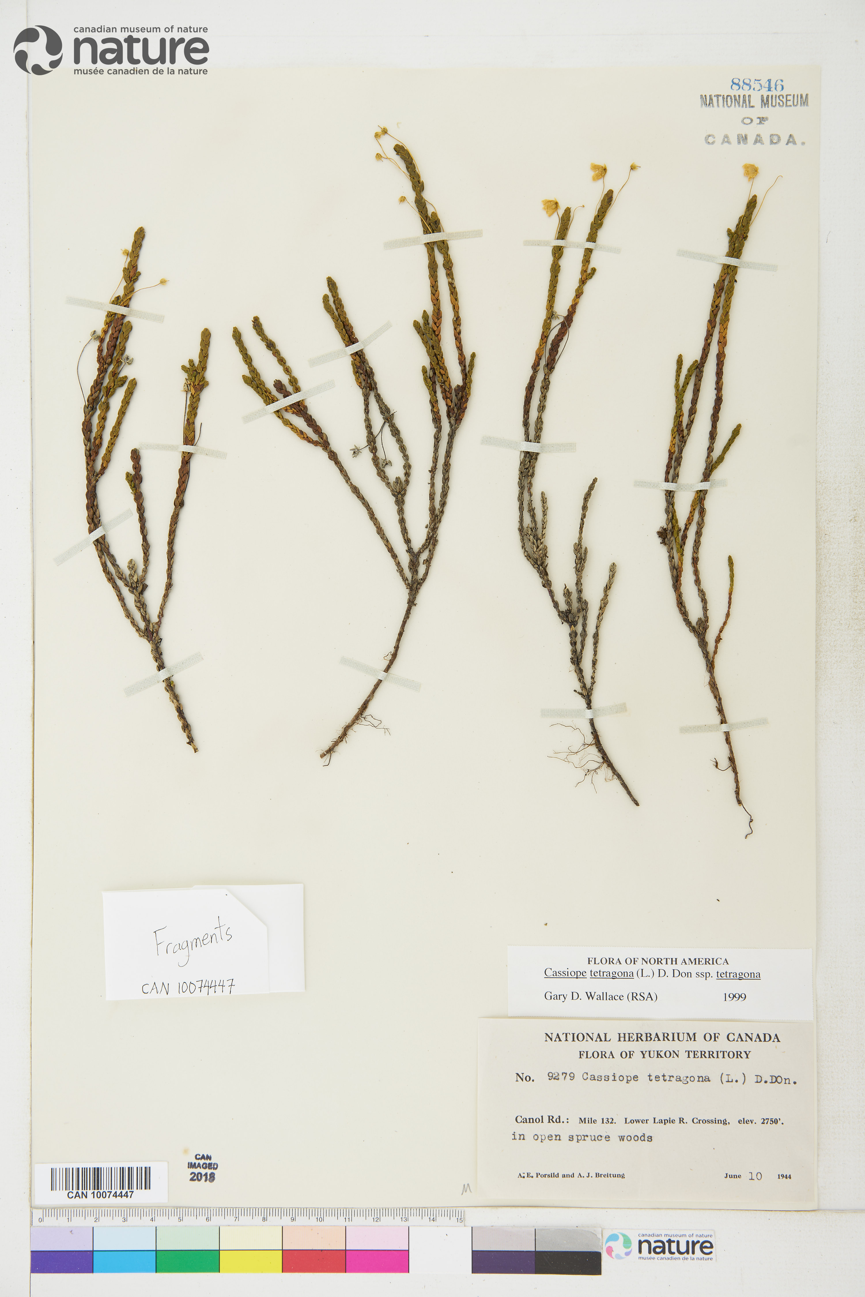 Cassiope tetragona subsp. tetragona image