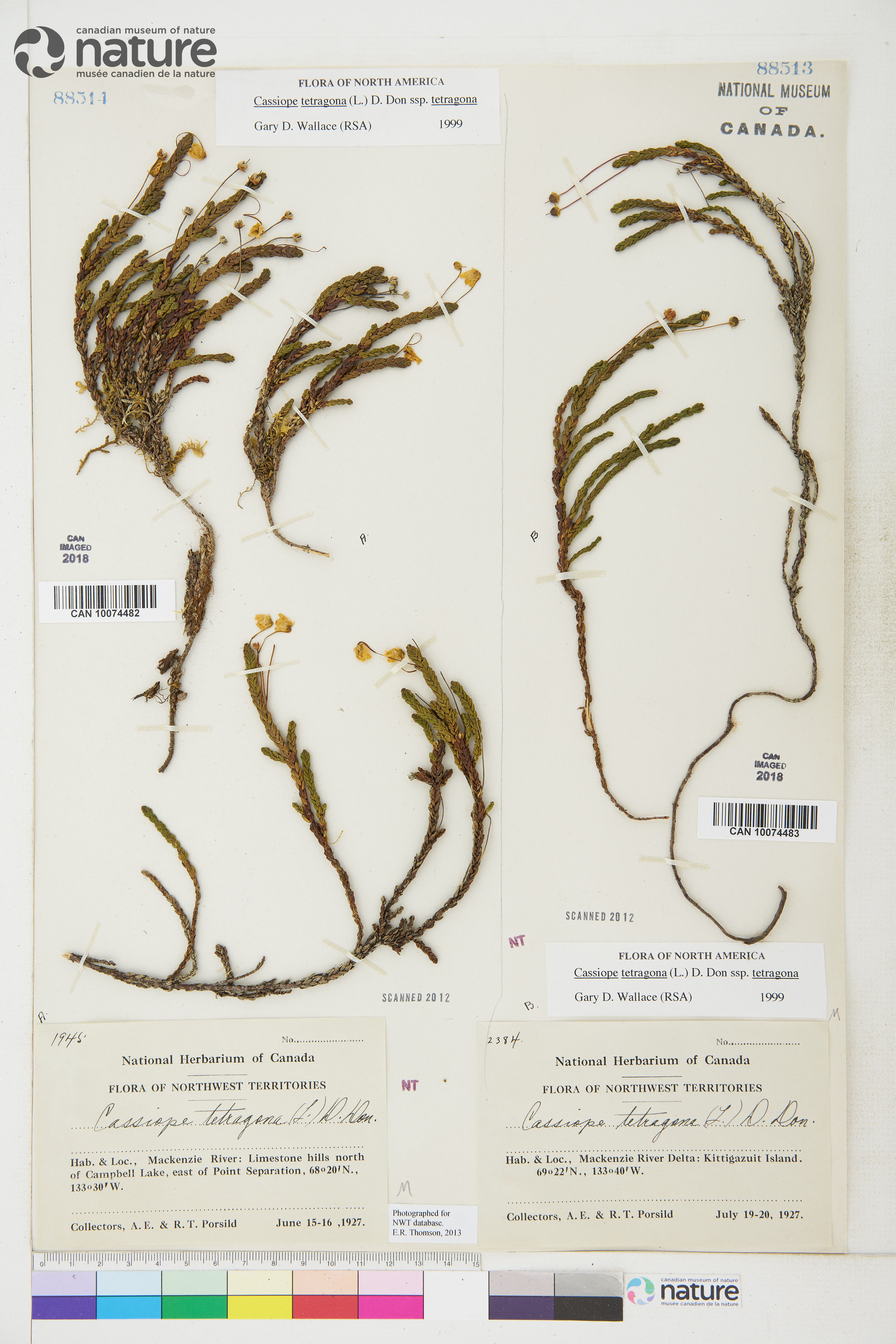 Cassiope tetragona subsp. tetragona image