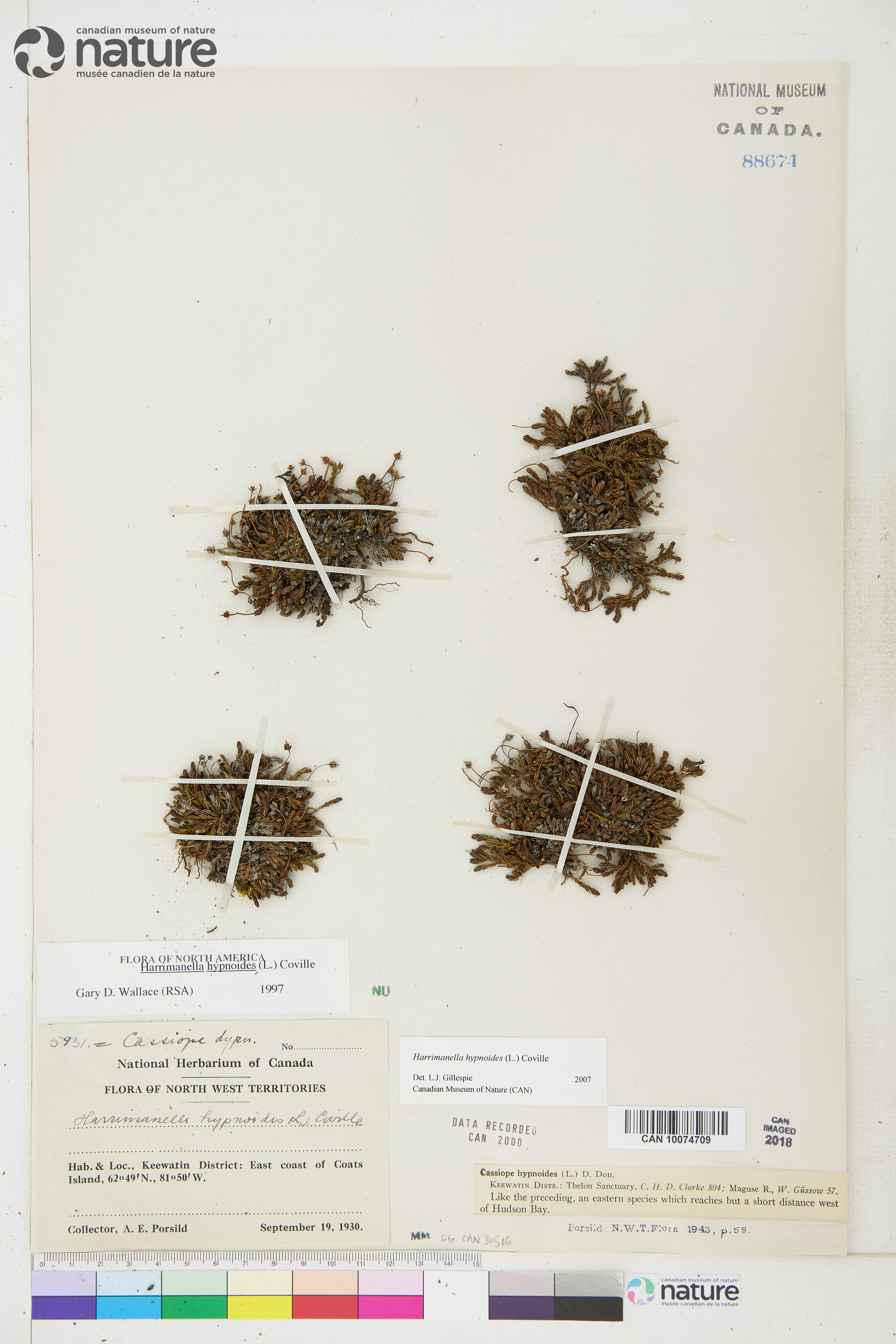 Harrimanella image