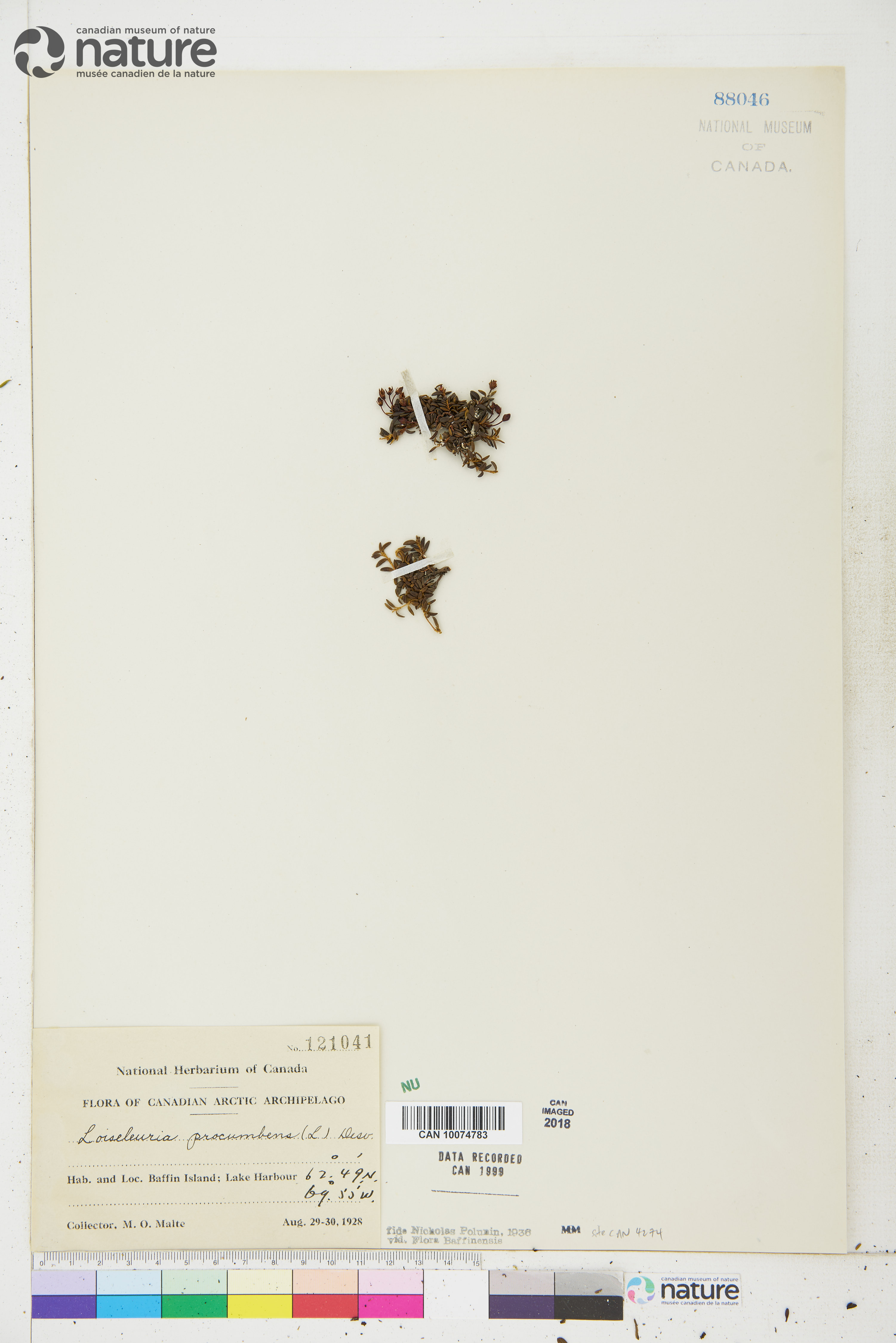 Kalmia procumbens image