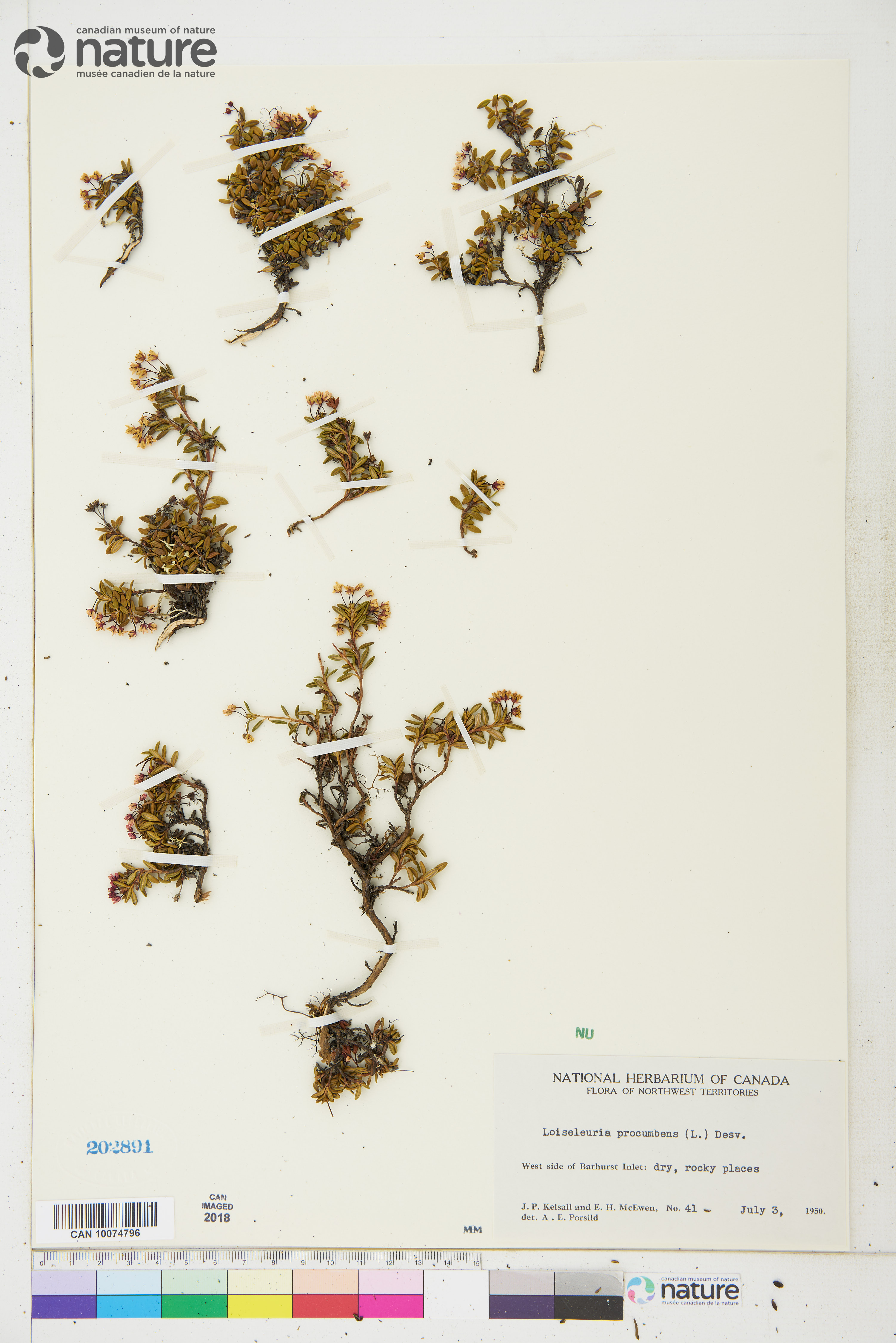Kalmia procumbens image
