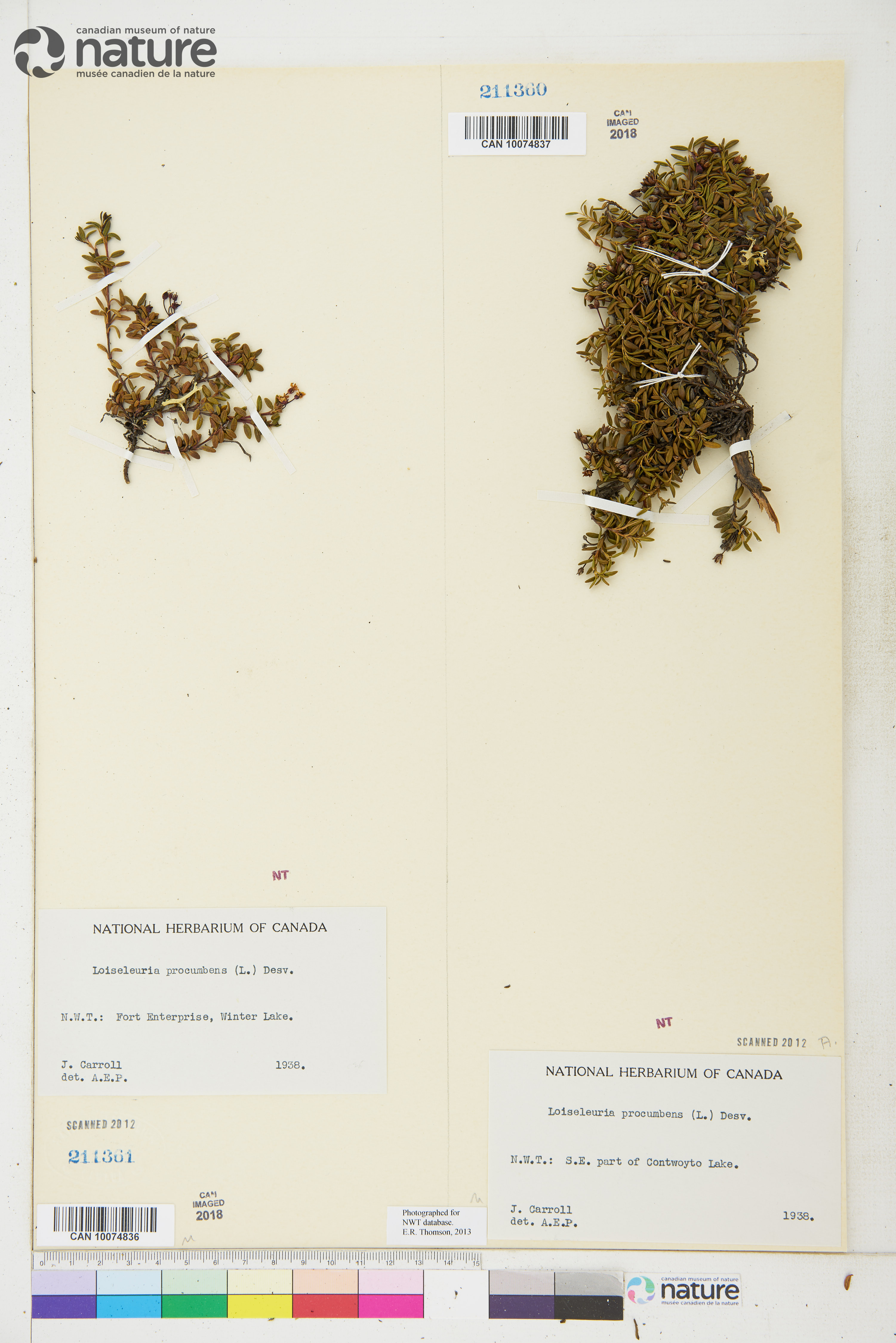Kalmia procumbens image