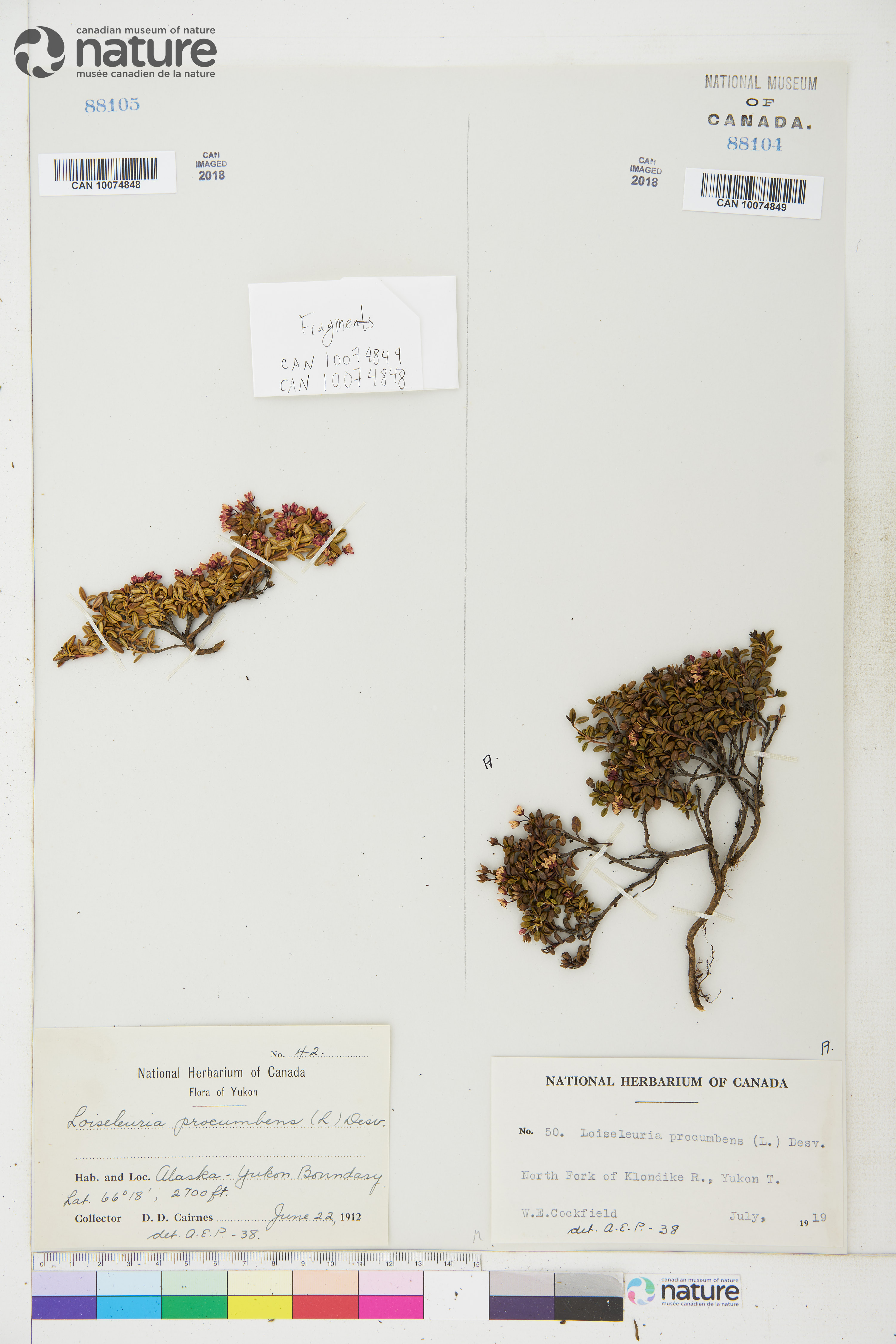Kalmia procumbens image