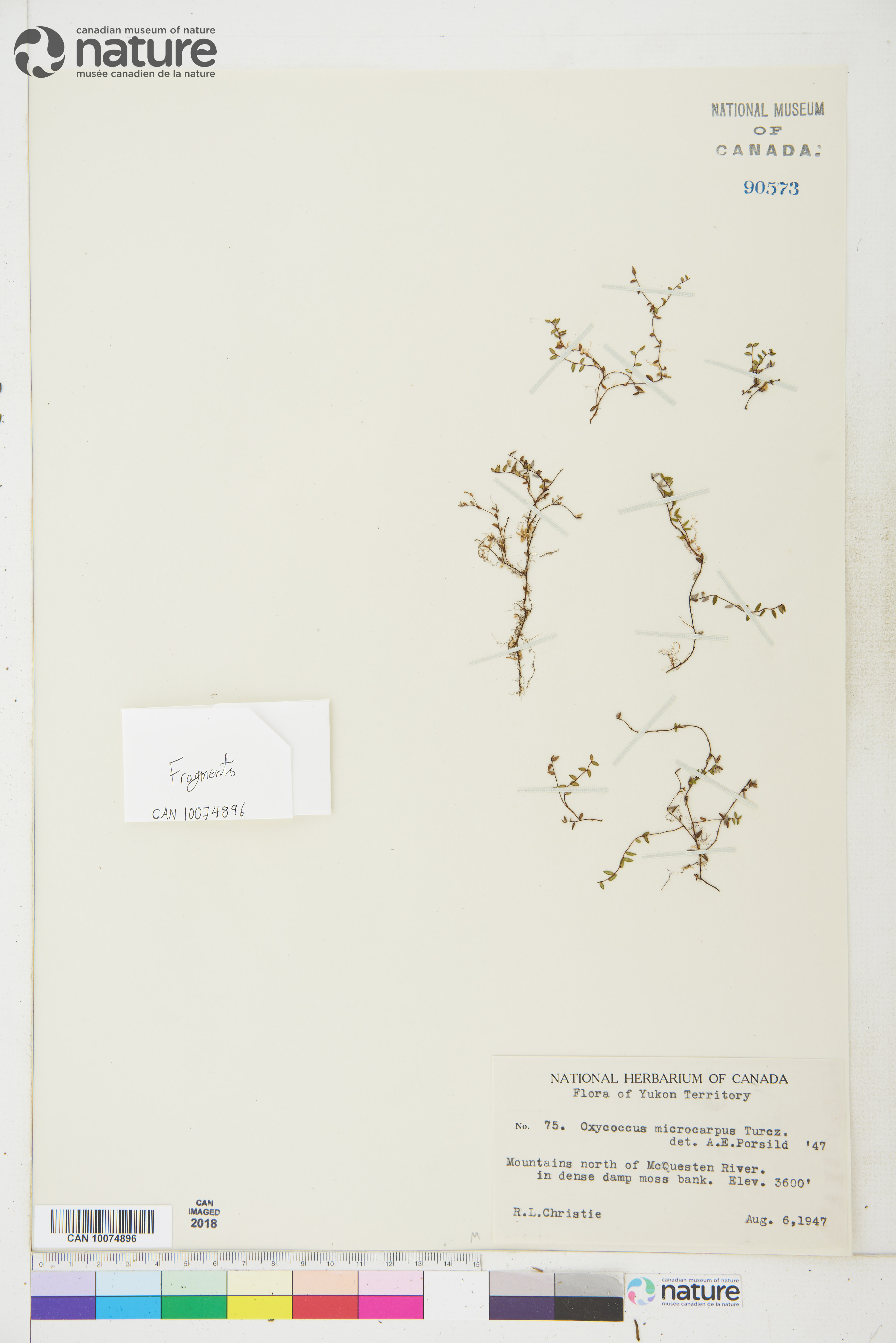 Vaccinium oxycoccos image