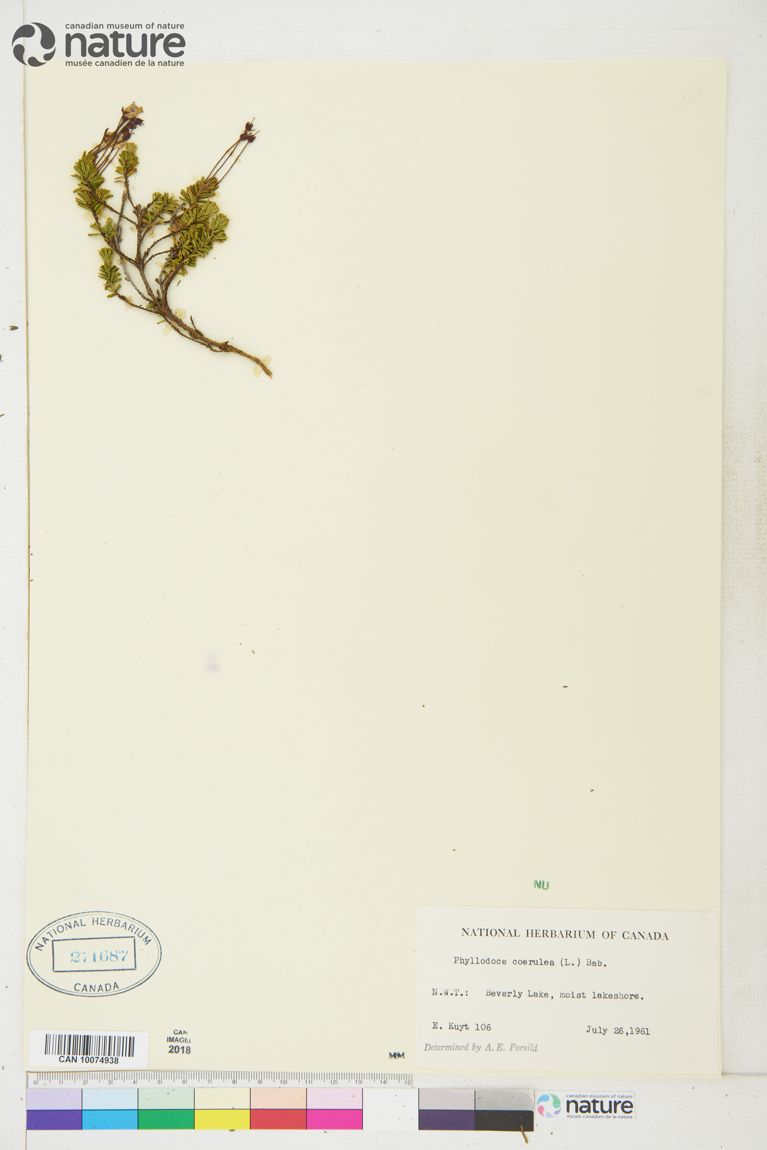 Phyllodoce caerulea image