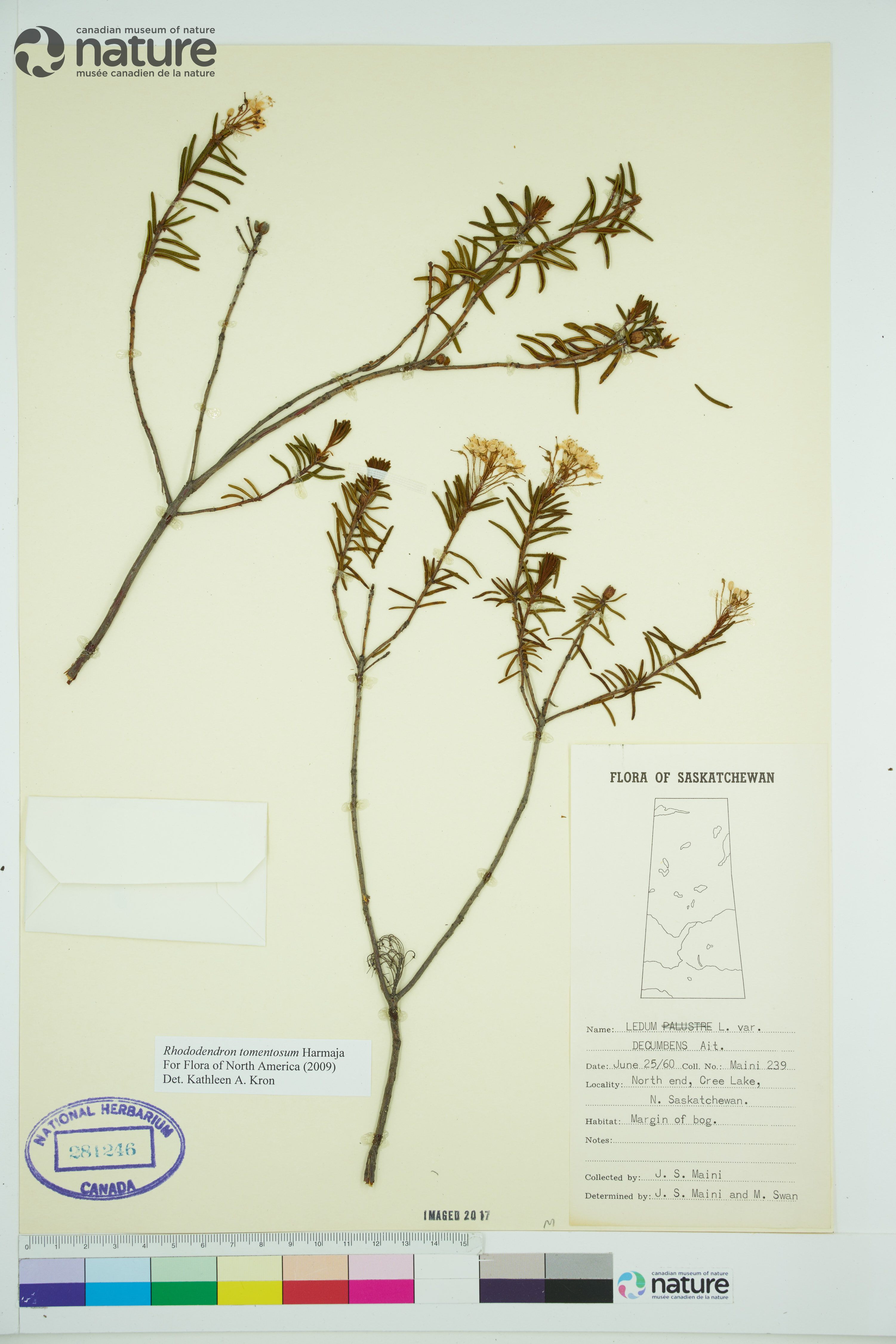 Rhododendron tomentosum image