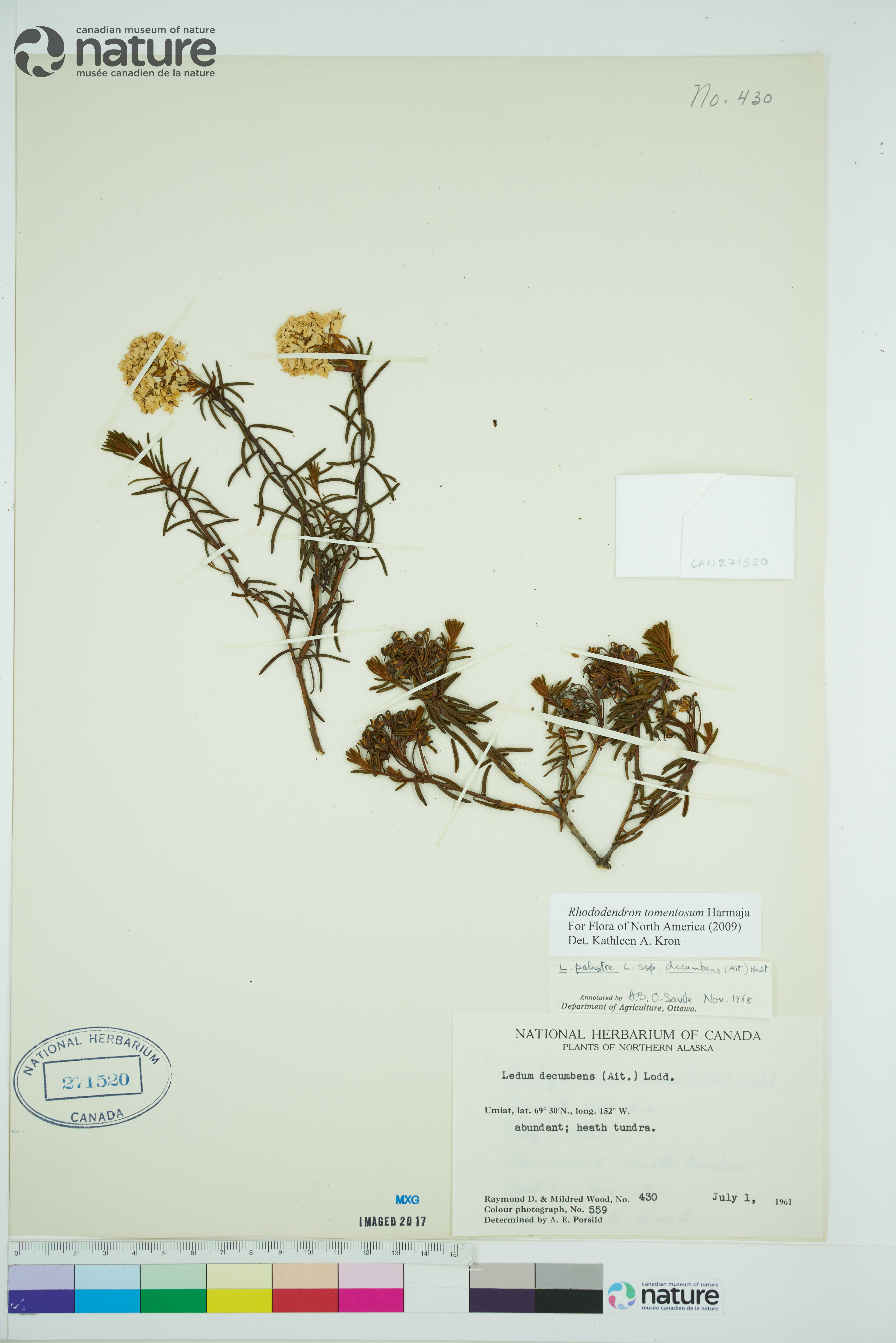 Rhododendron tomentosum subsp. decumbens image