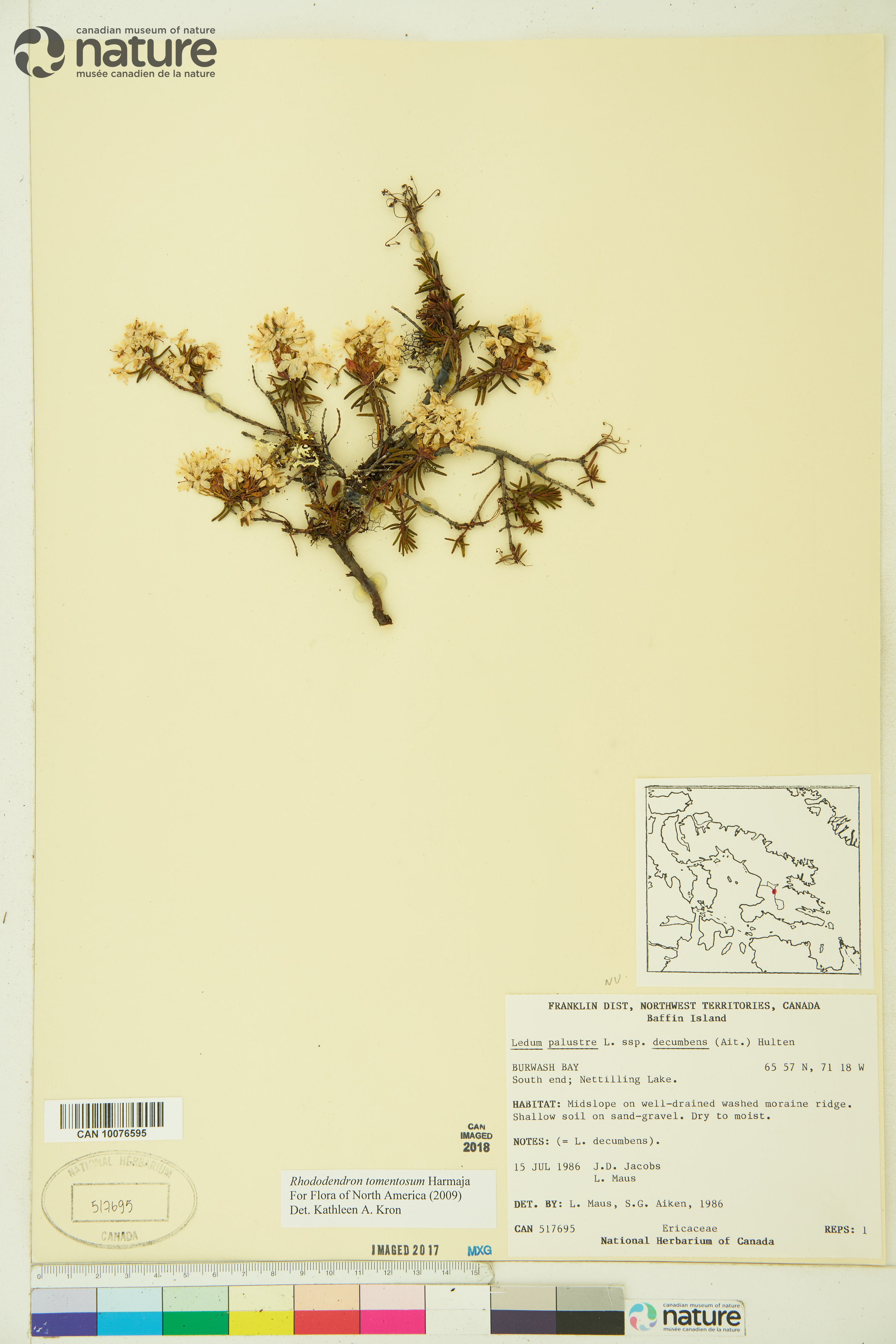 Rhododendron tomentosum image