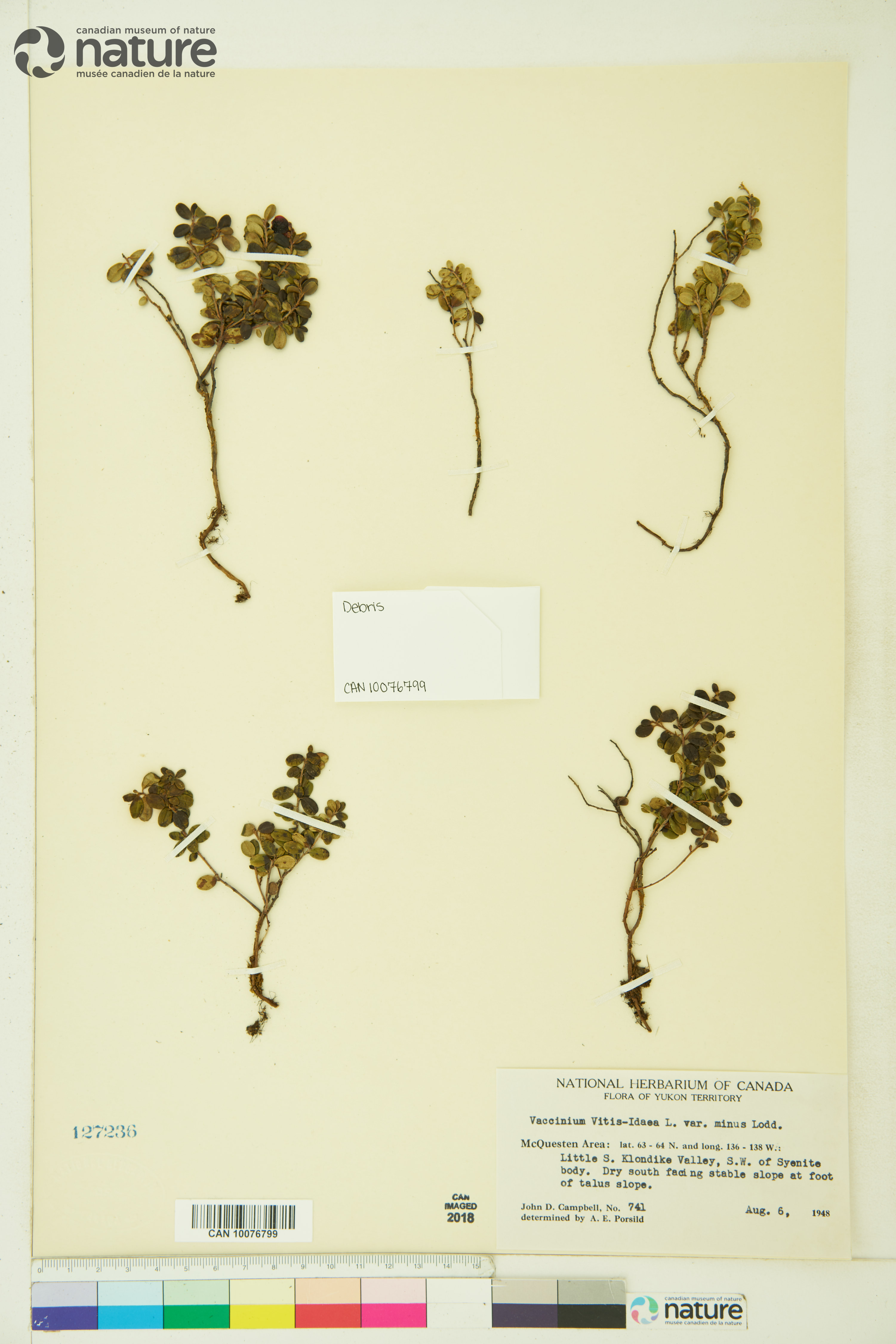 Vaccinium vitis-idaea subsp. minus image