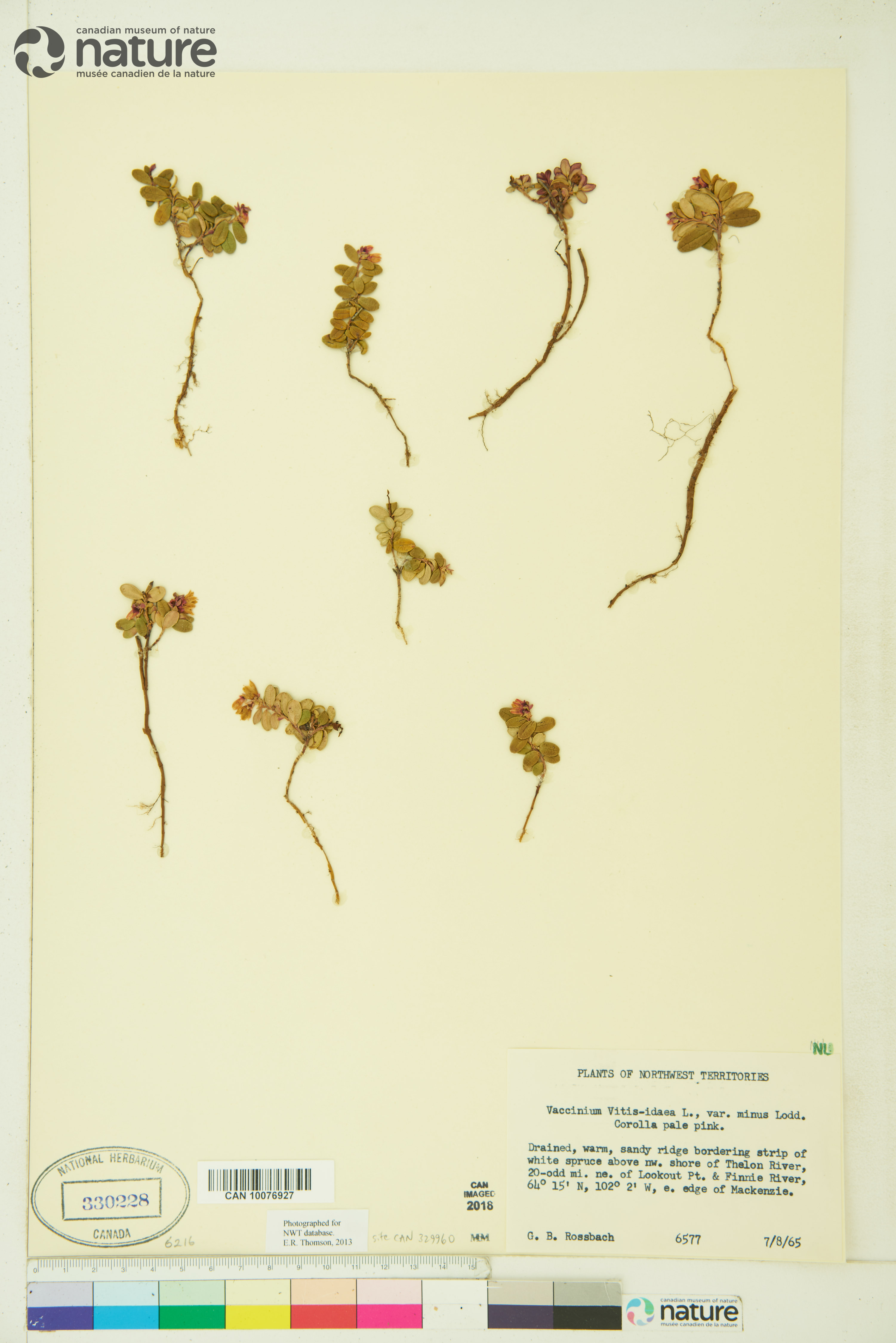 Vaccinium vitis-idaea subsp. minus image