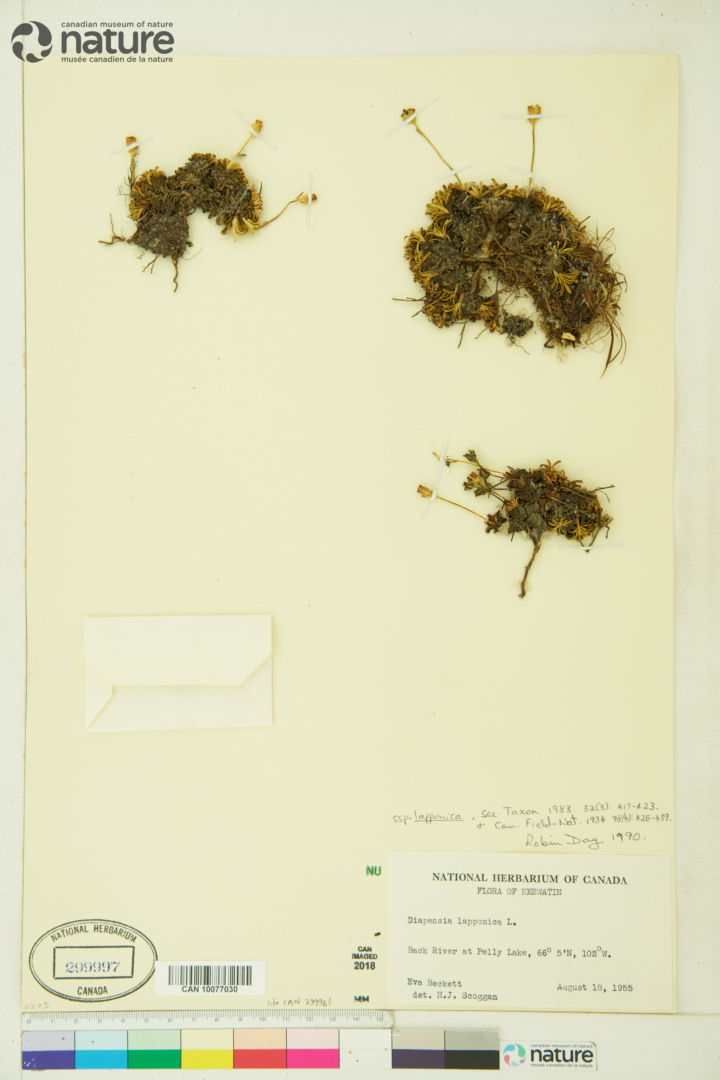Diapensia lapponica image