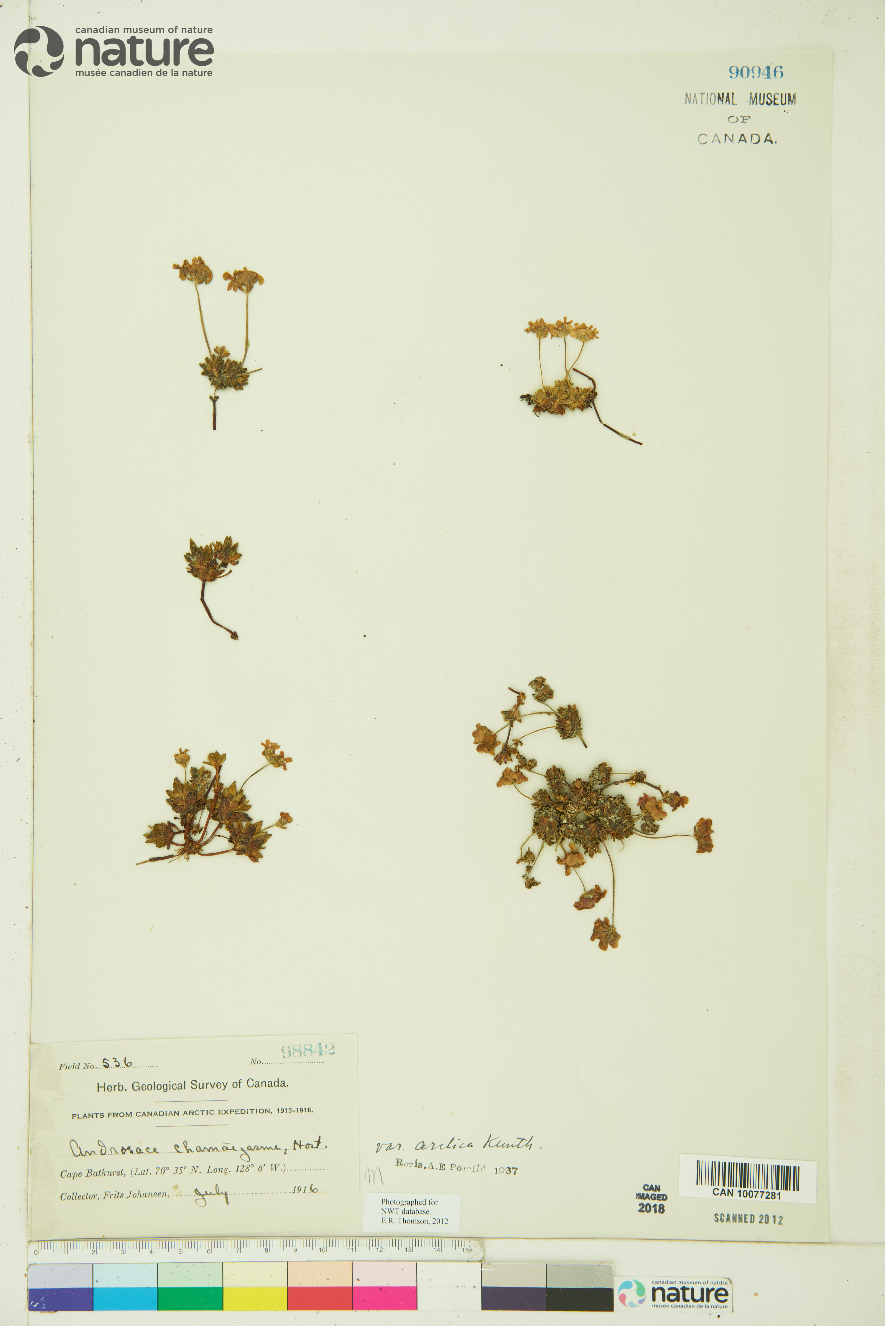 Androsace chamaejasme subsp. lehmanniana image