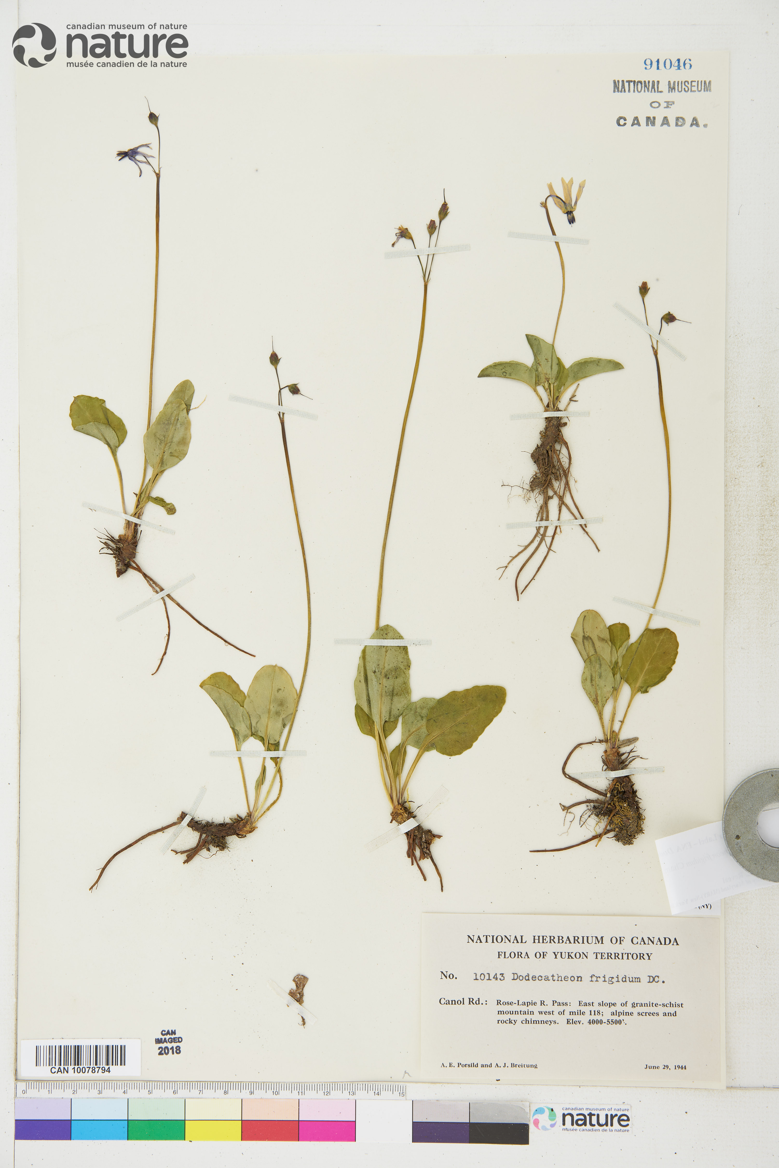 Dodecatheon frigidum image