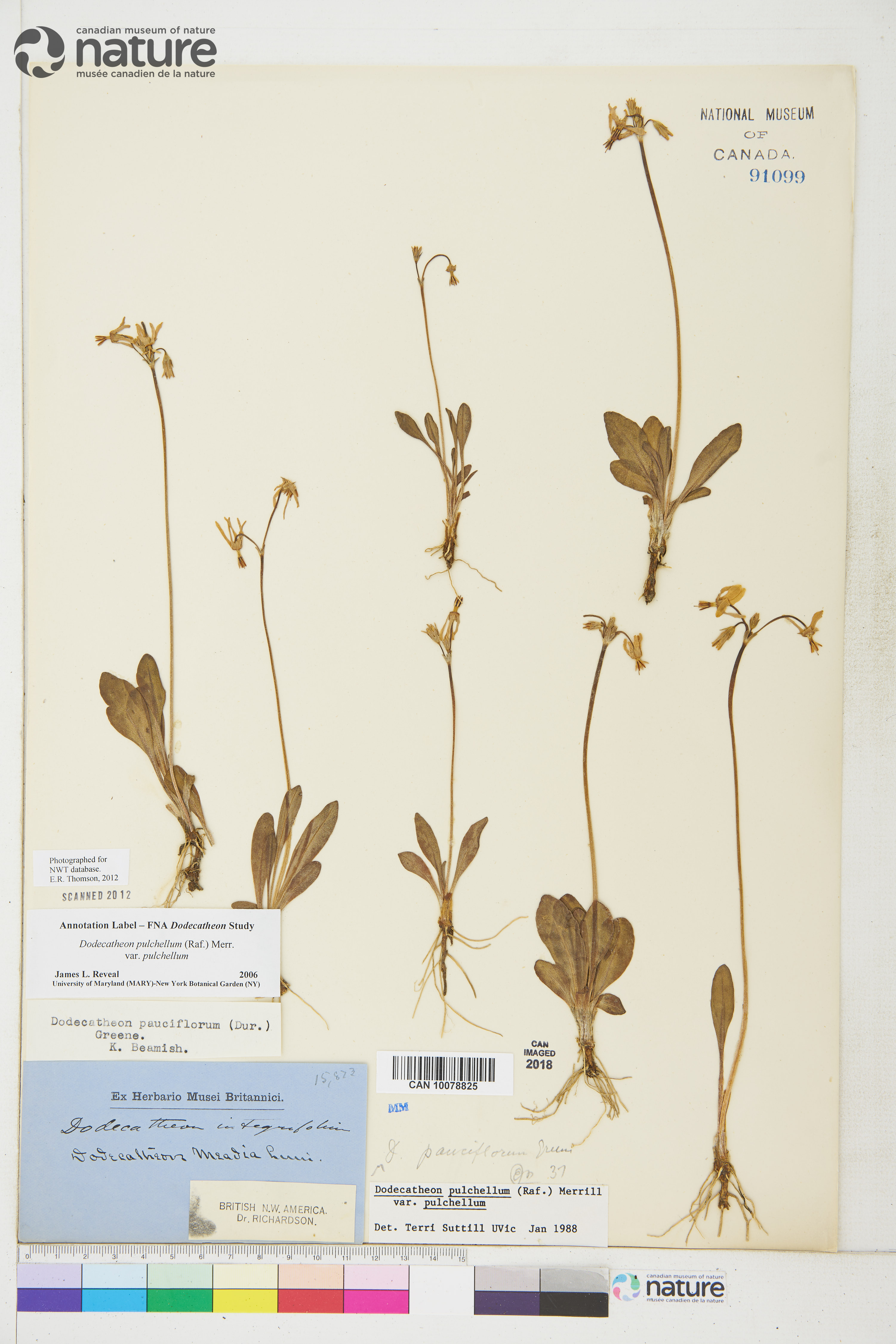 Dodecatheon pulchellum subsp. pulchellum image