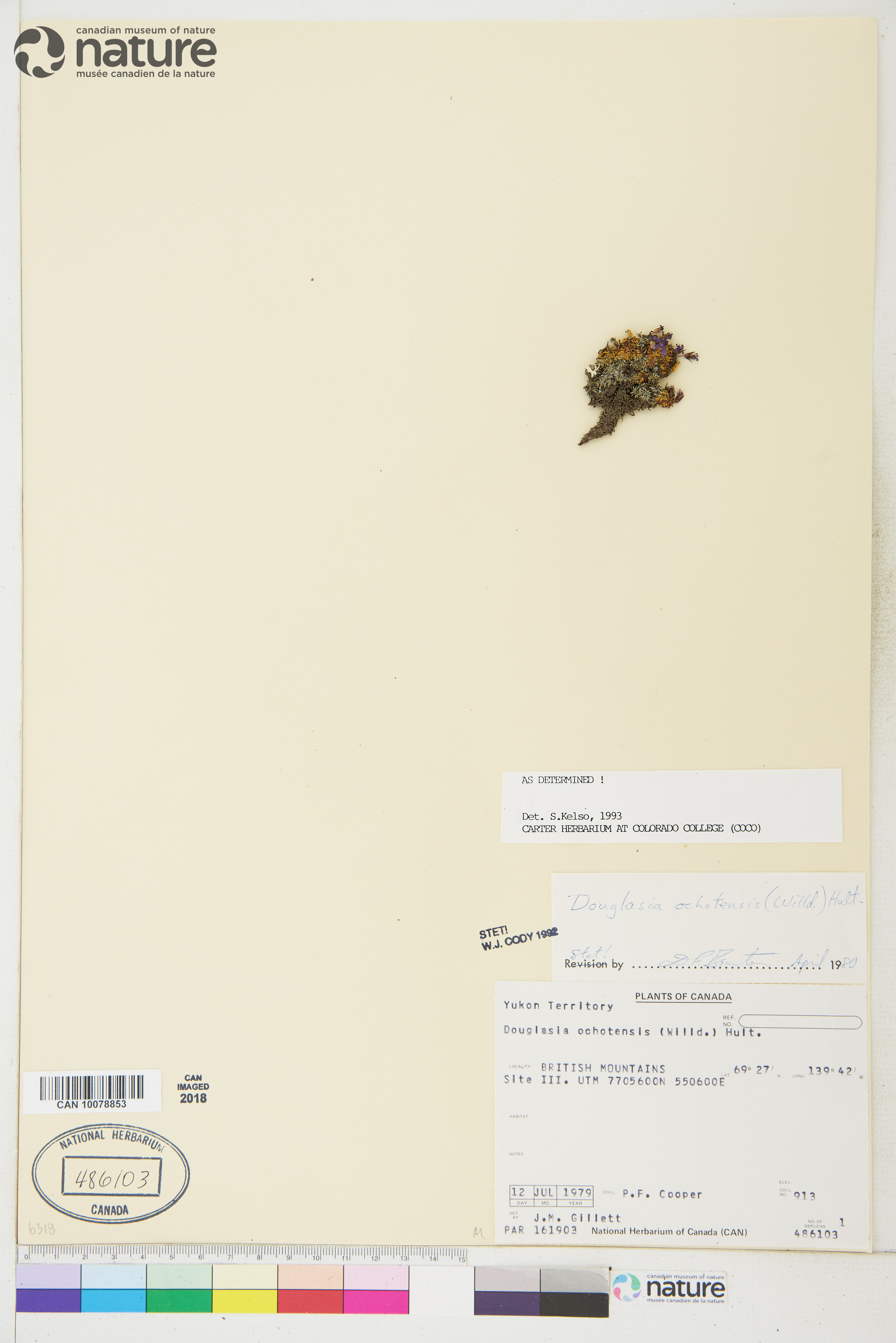 Douglasia ochotensis image