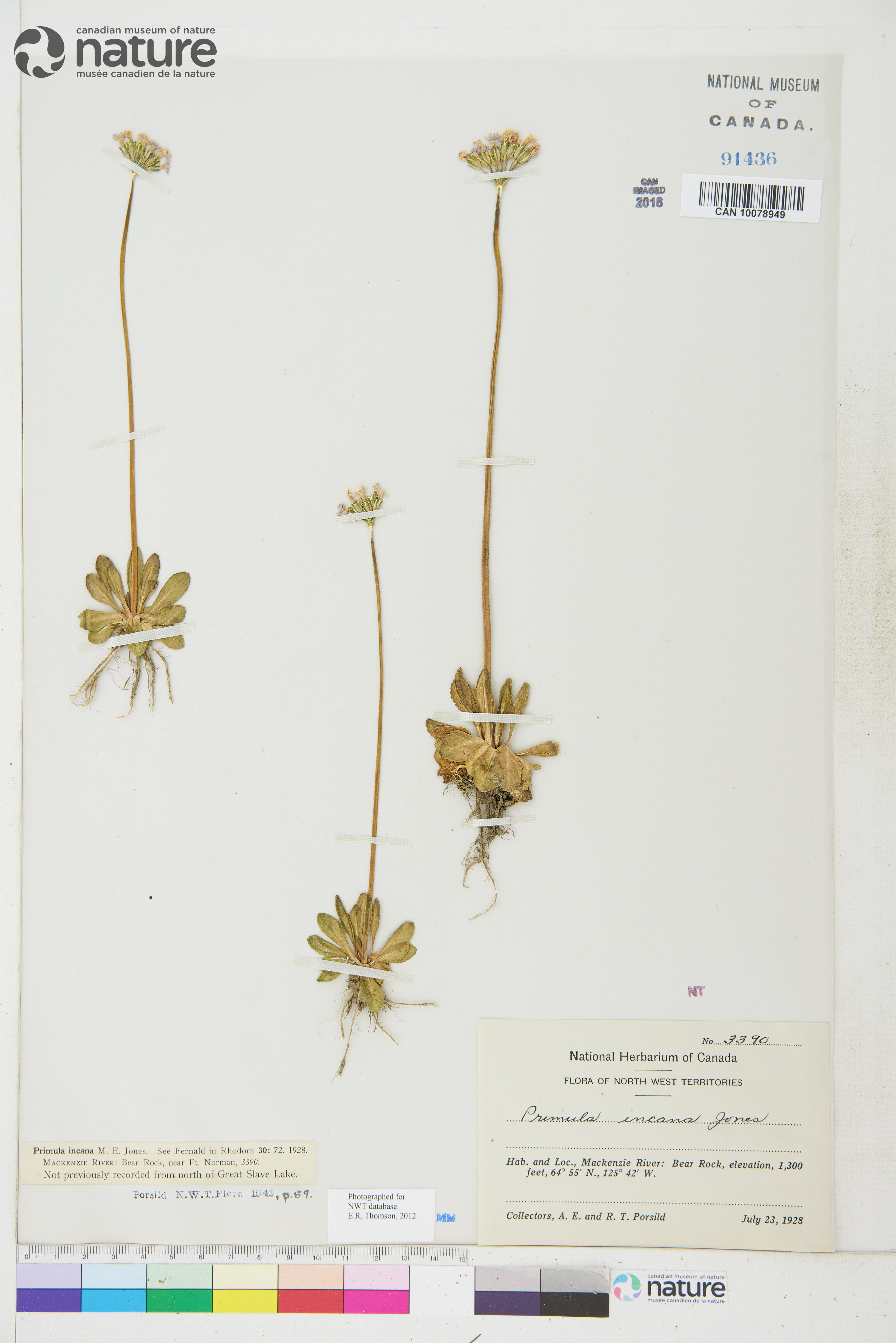 Primula incana image