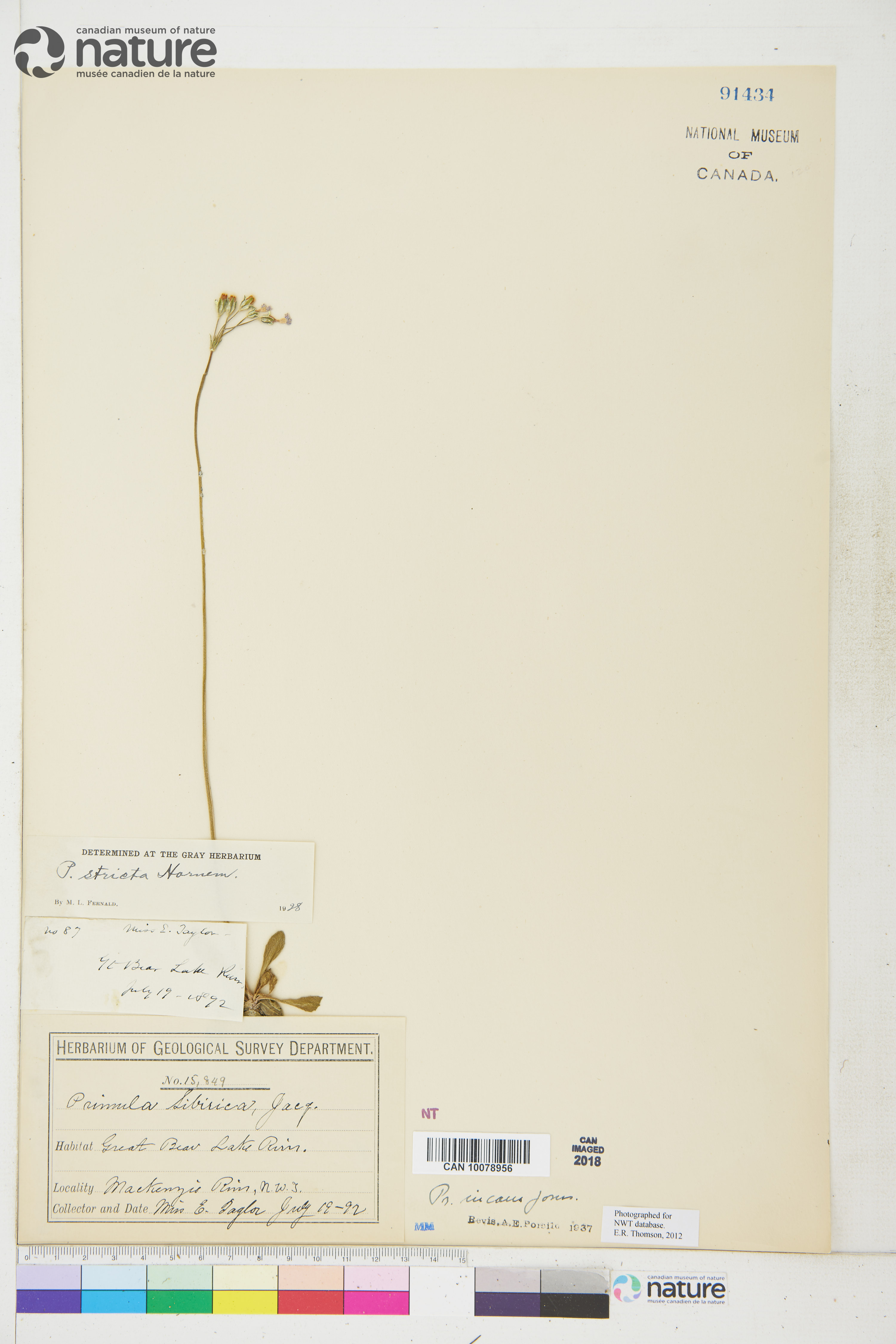 Primula incana image