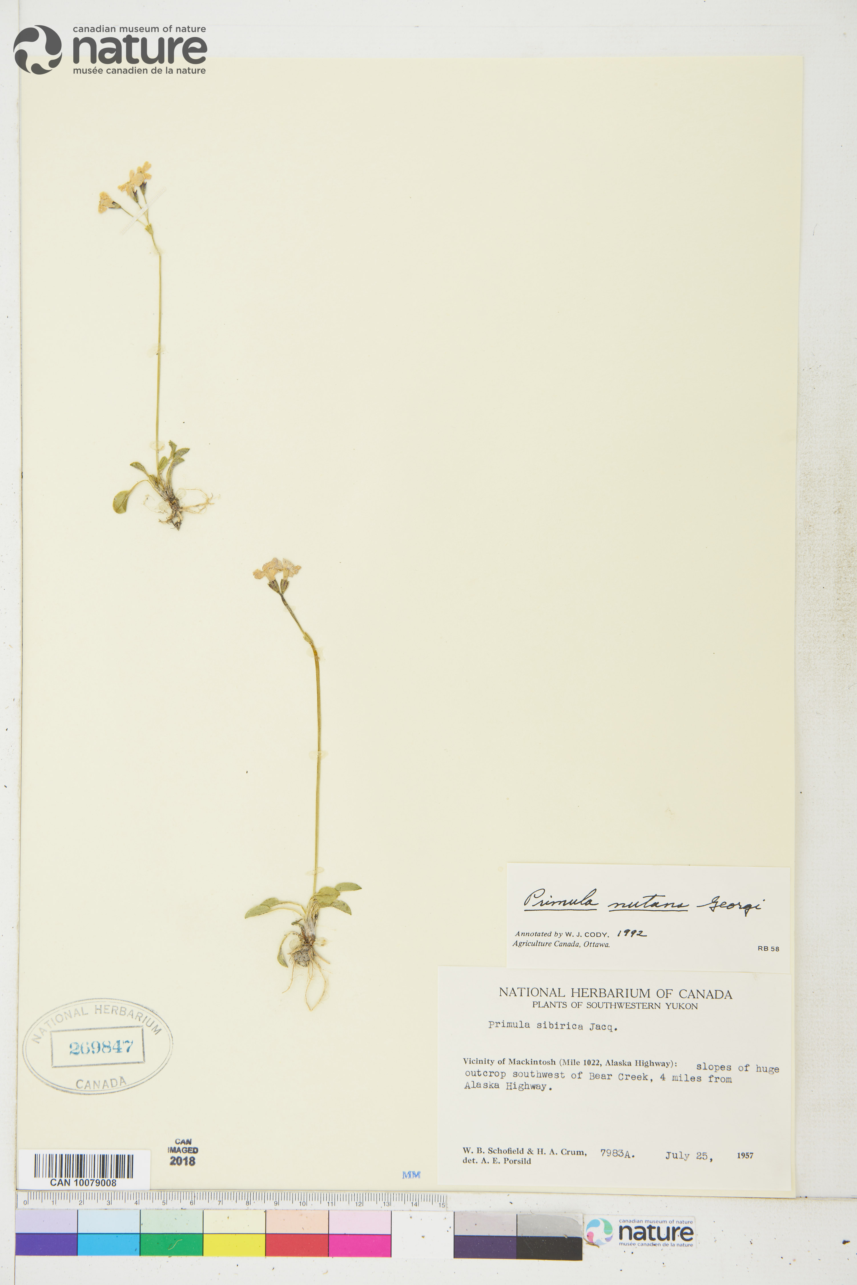 Primula clusiana image