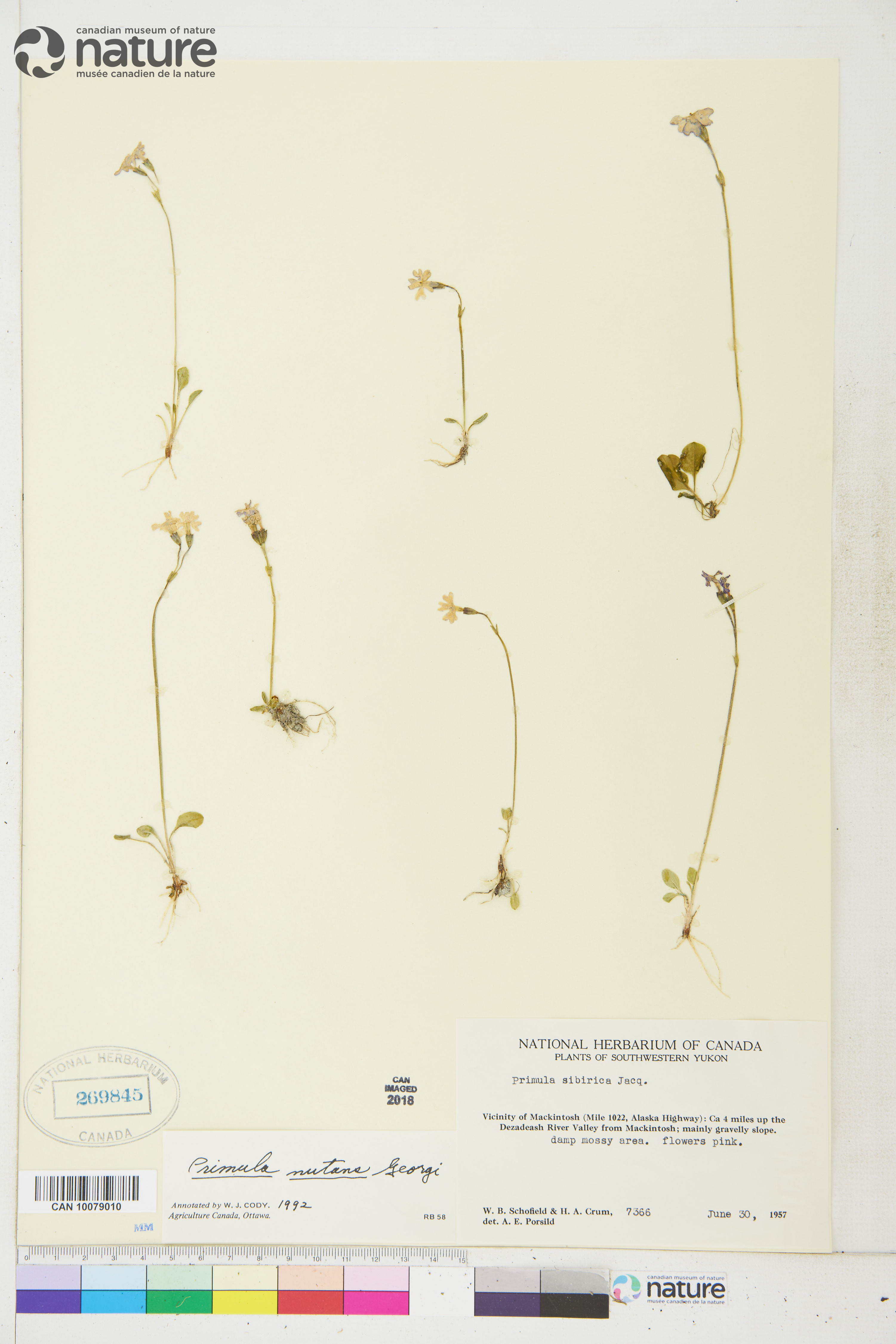Primula clusiana image