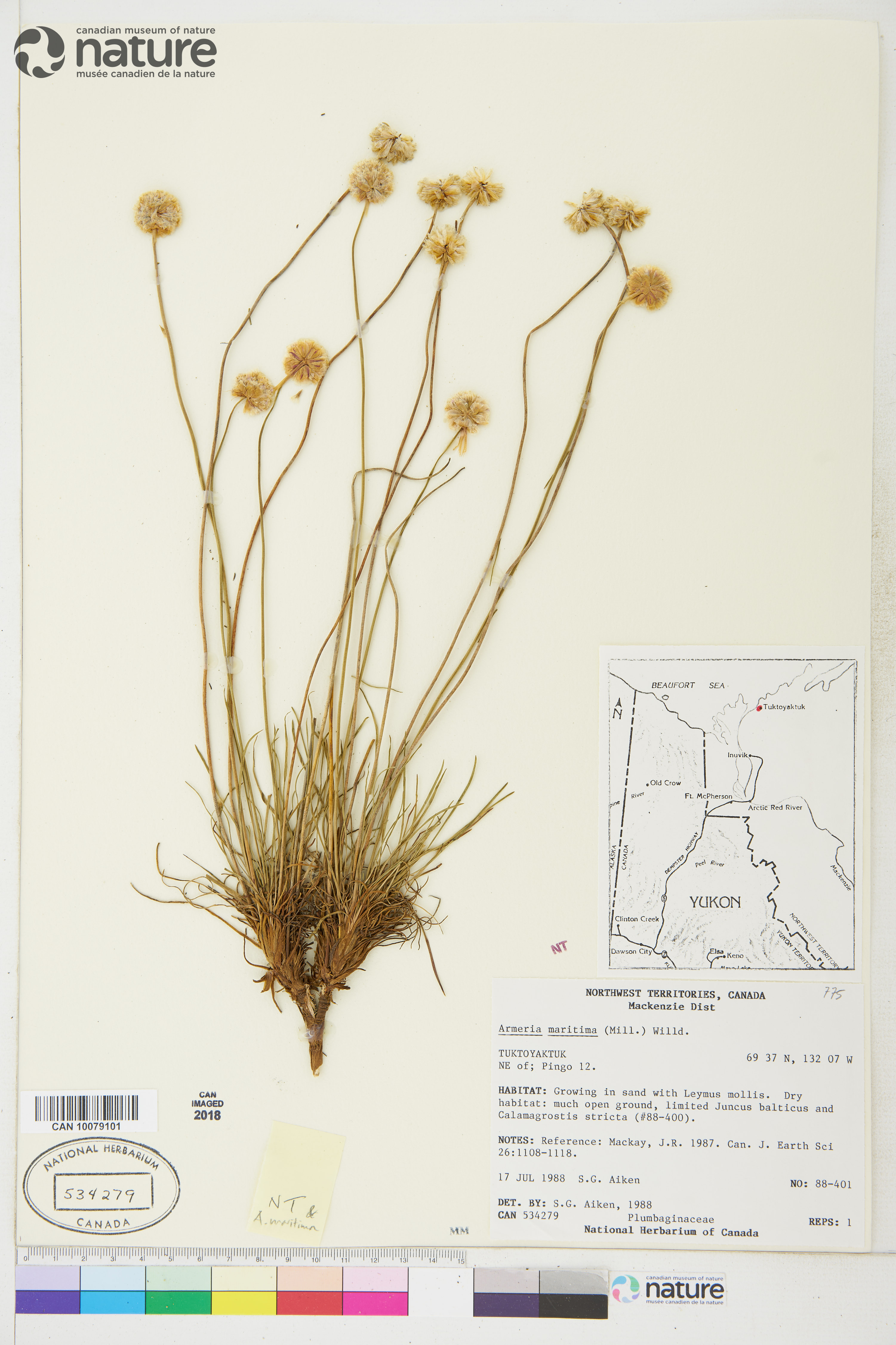 Armeria maritima subsp. sibirica image