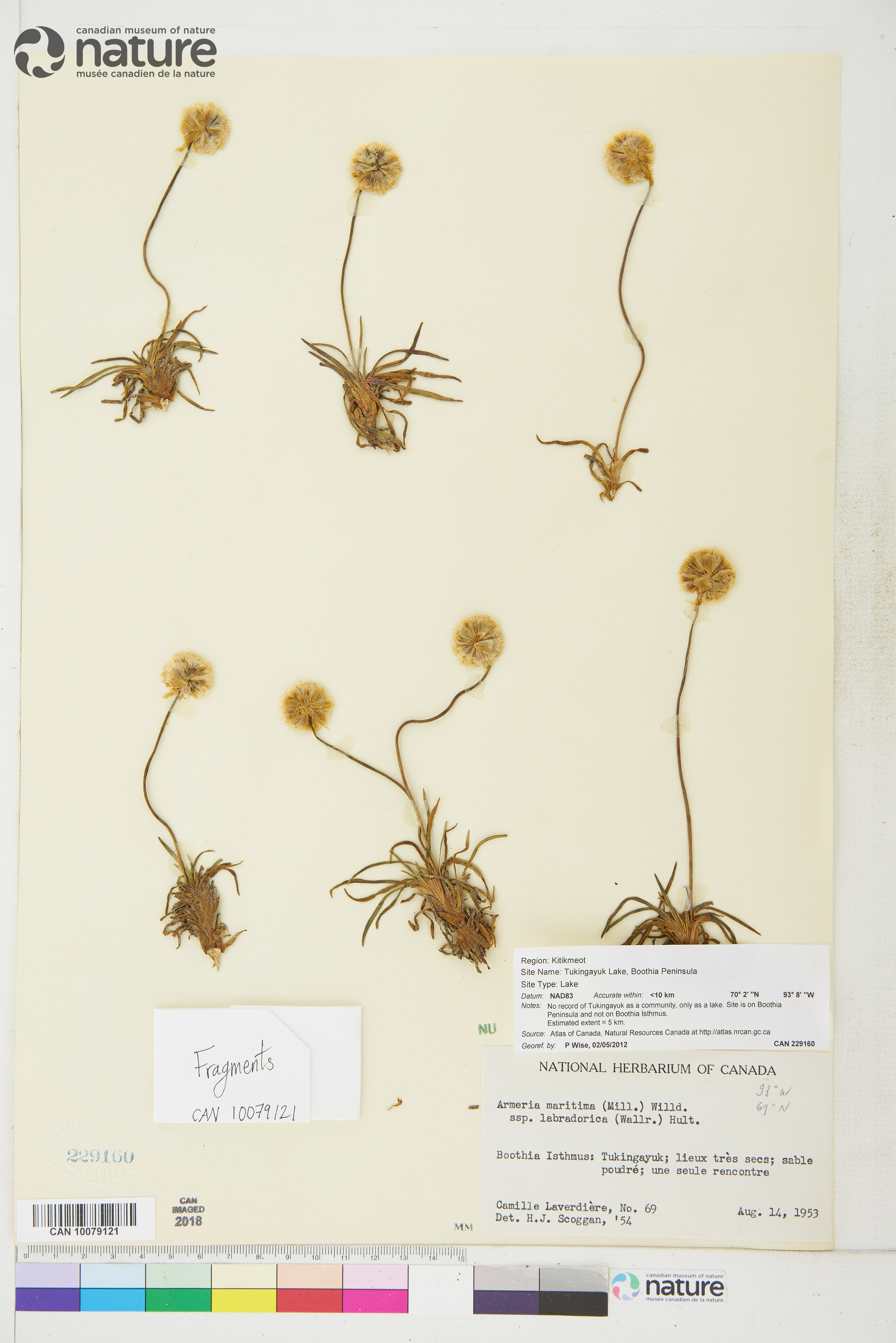 Armeria maritima subsp. sibirica image