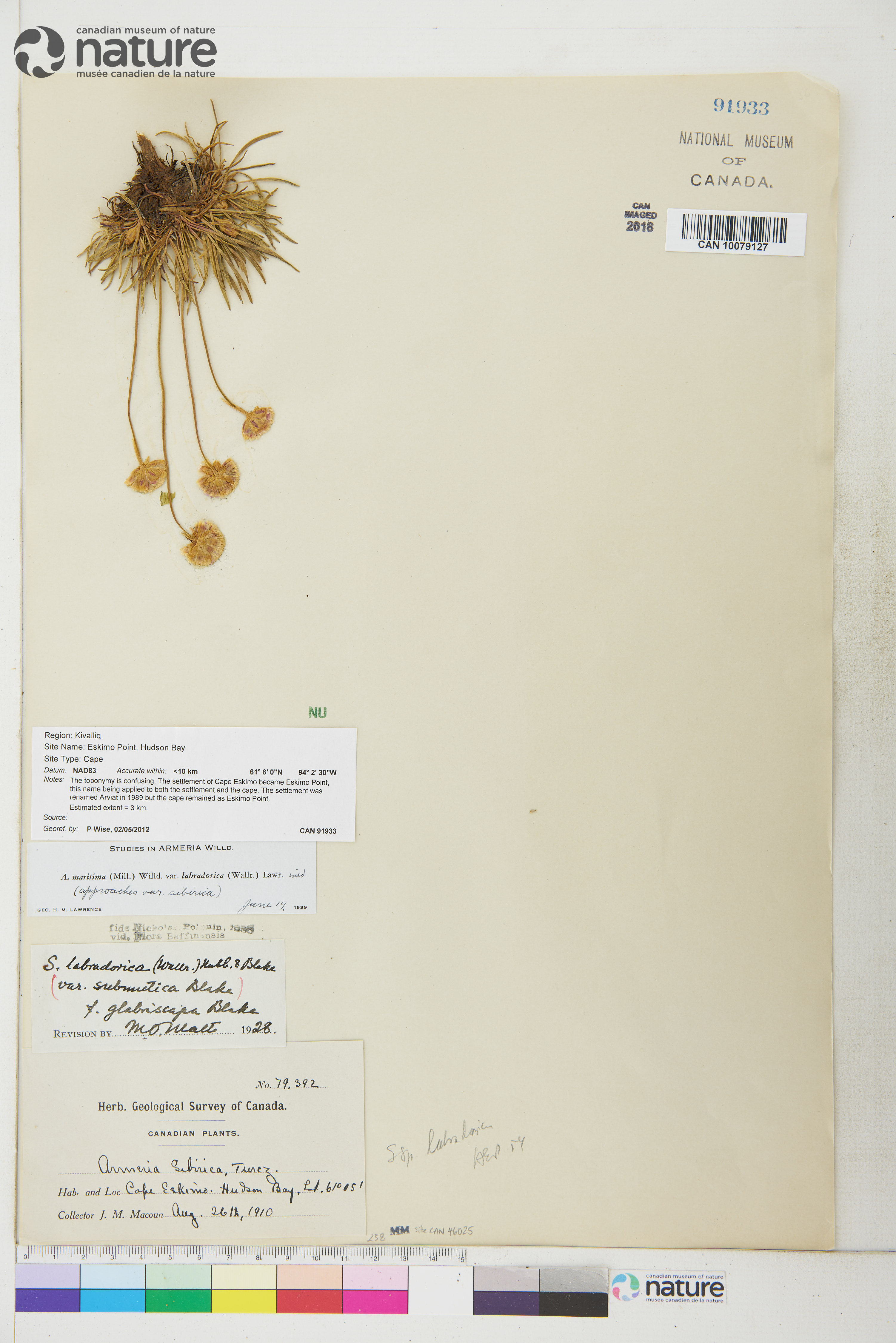 Armeria maritima subsp. sibirica image