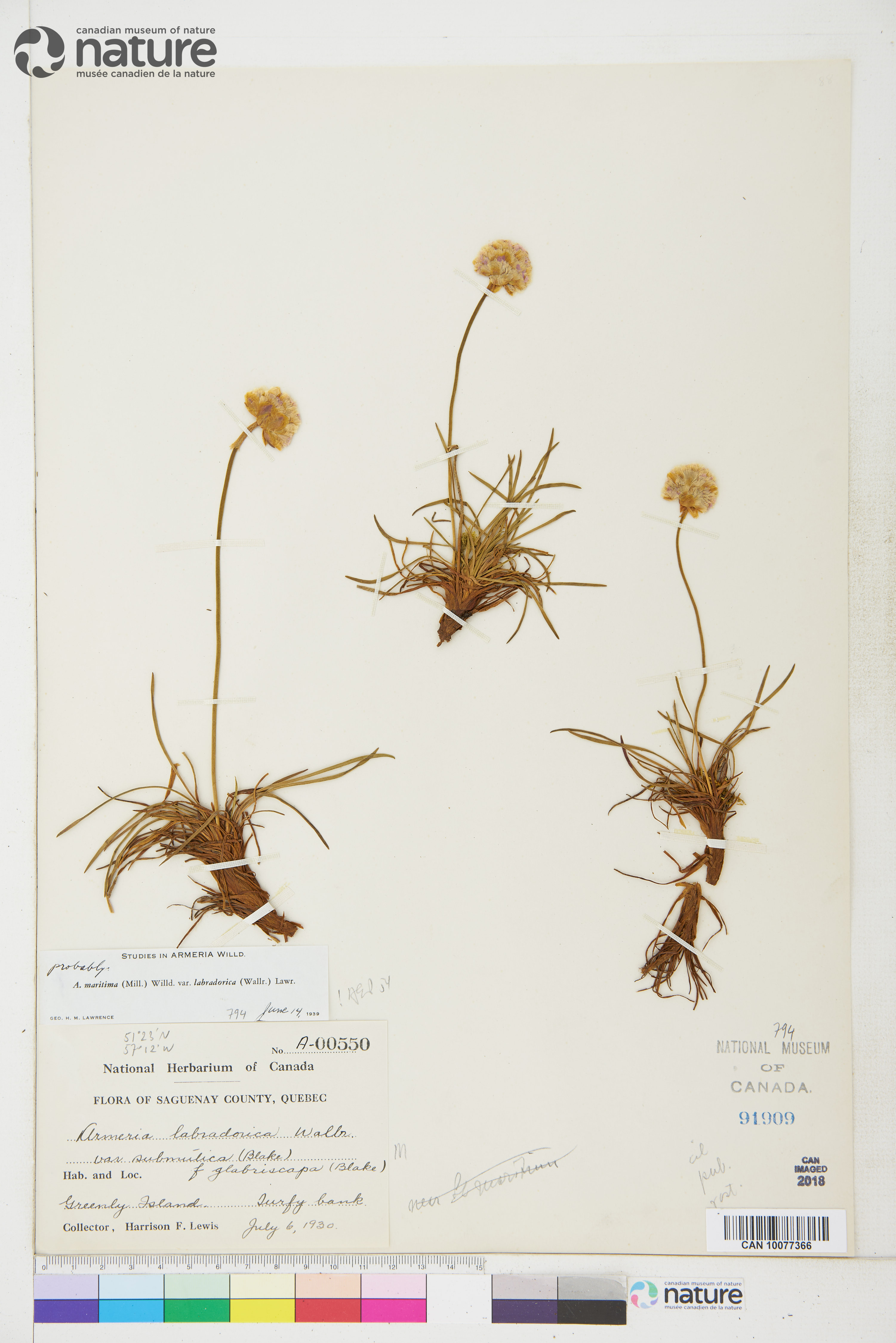 Armeria maritima var. labradorica image