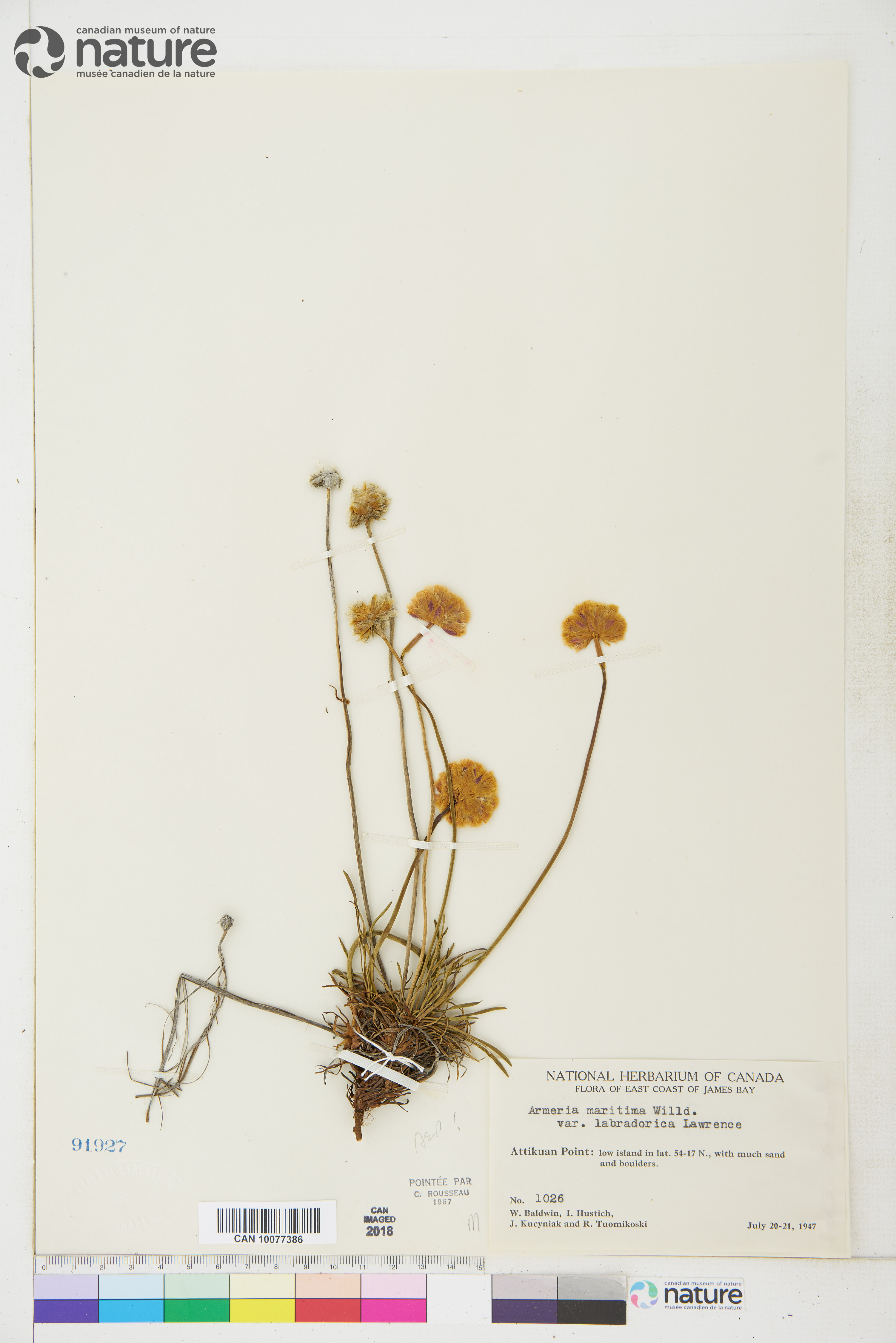 Armeria maritima var. labradorica image
