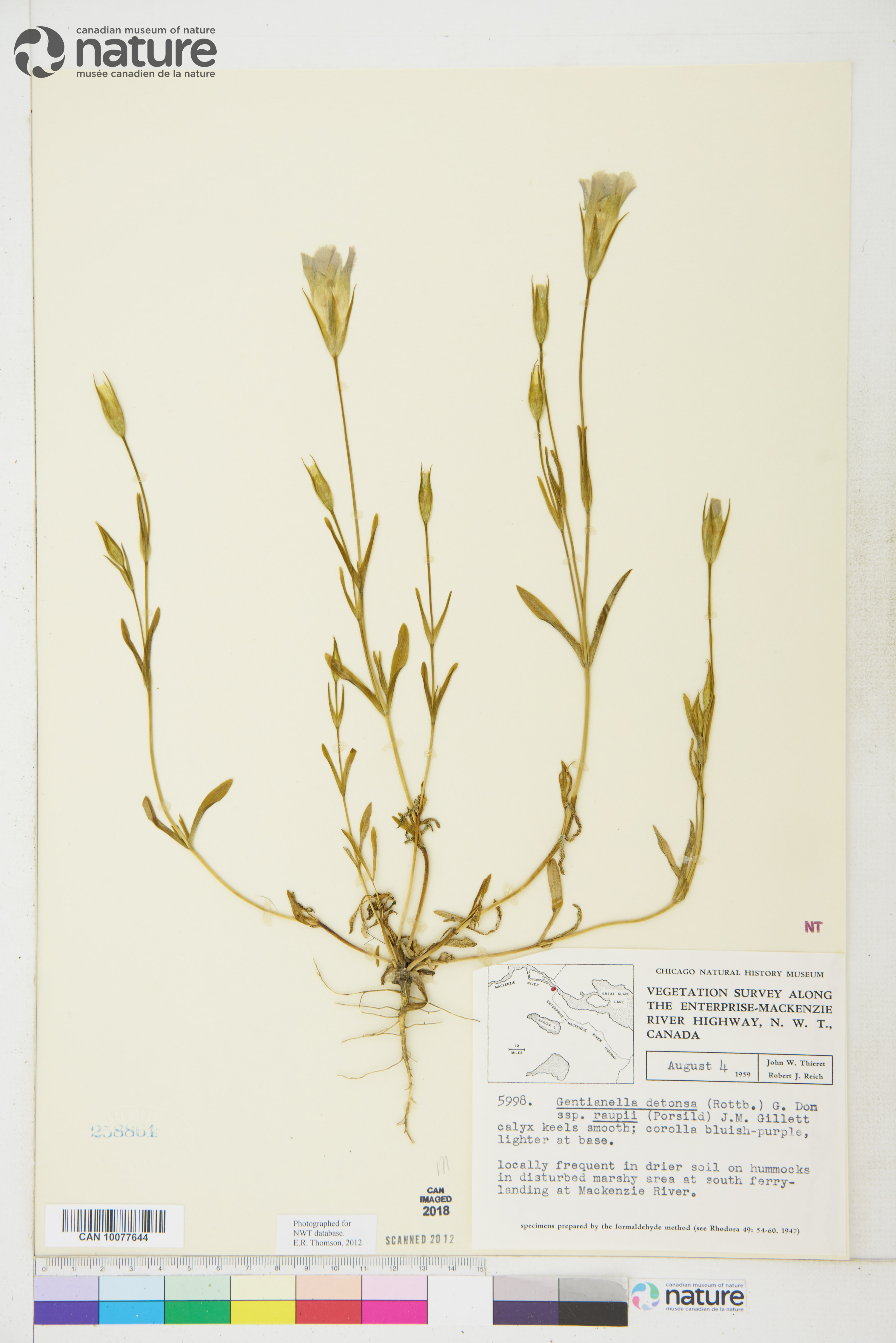 Gentianopsis detonsa subsp. raupii image