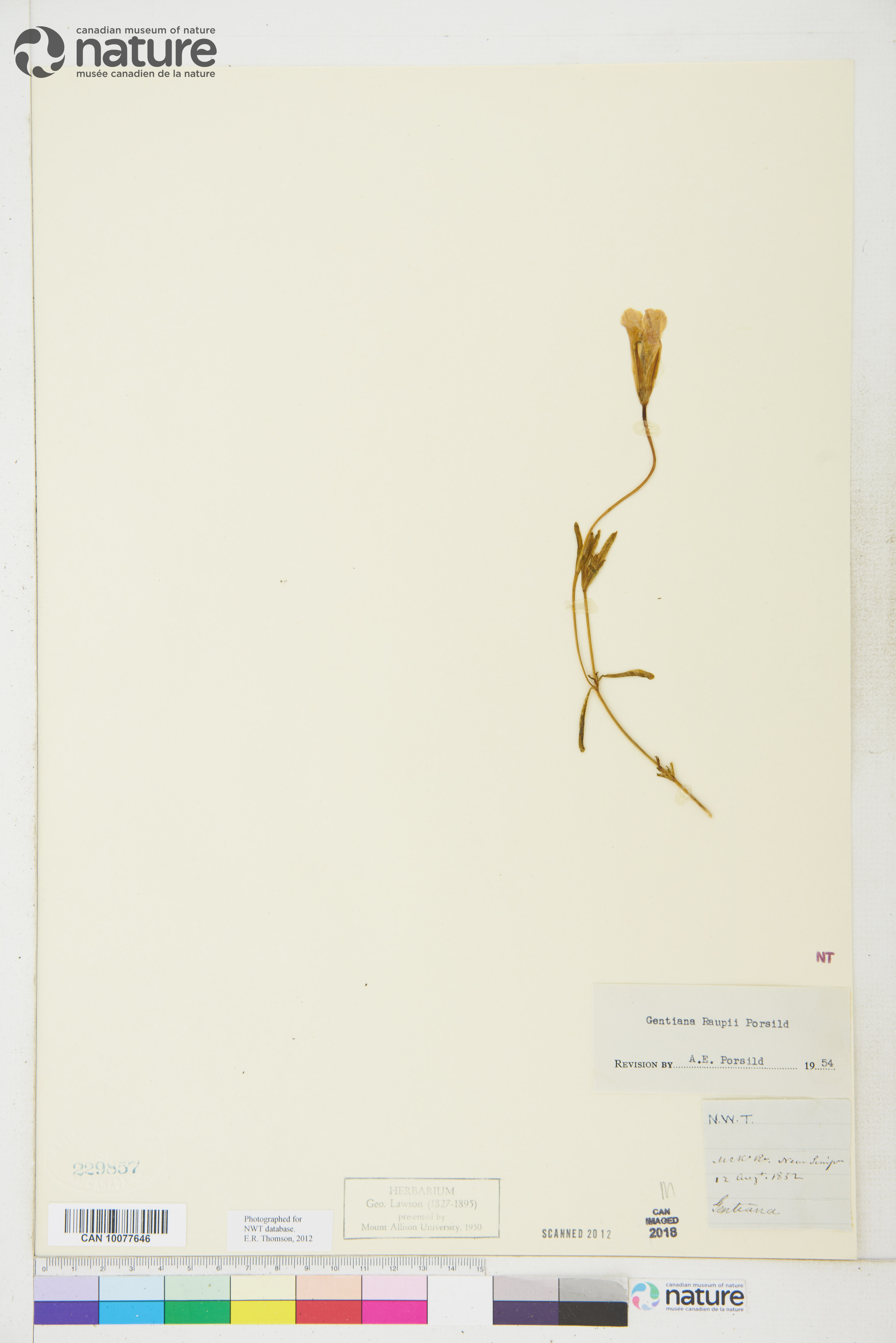 Gentianopsis detonsa subsp. raupii image