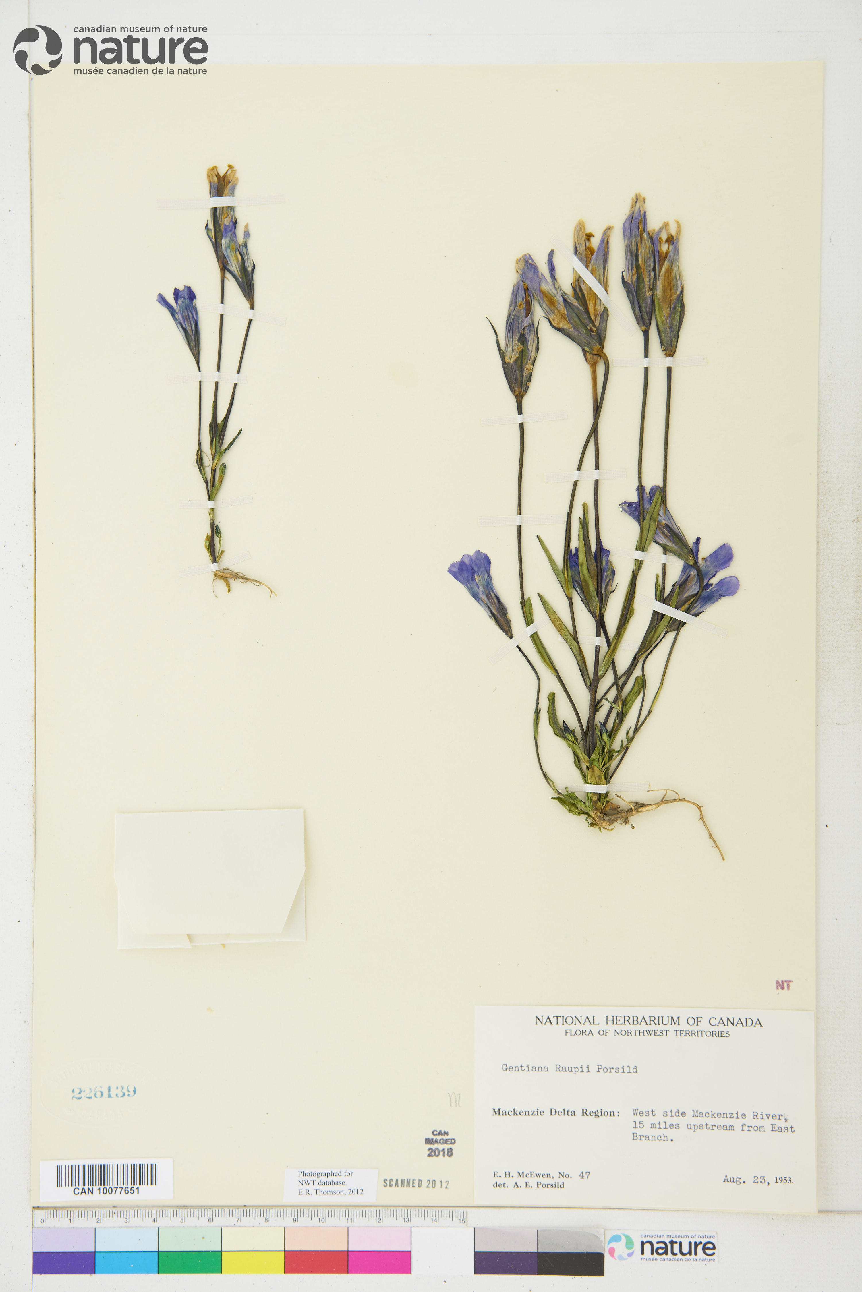 Gentianopsis detonsa subsp. raupii image