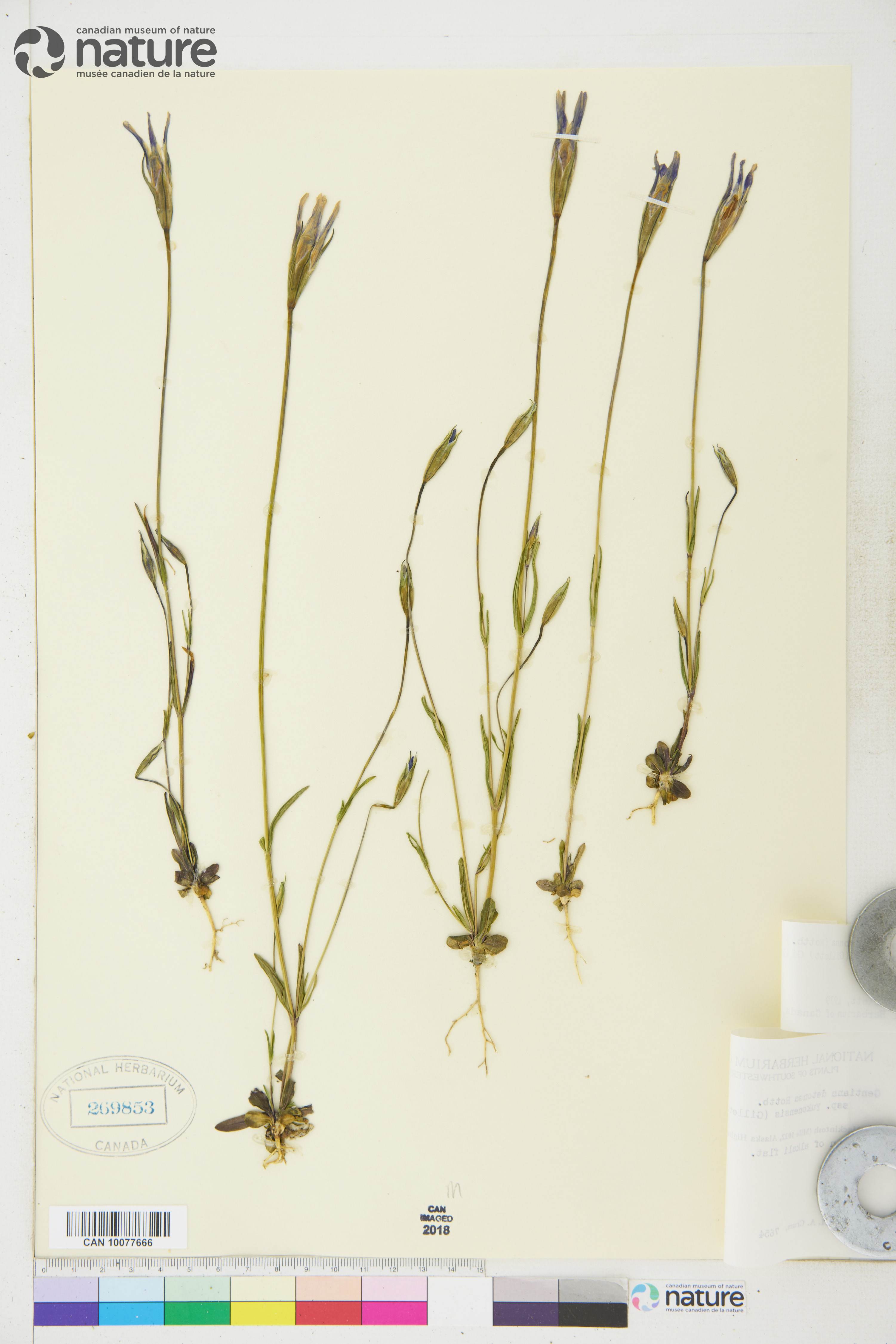 Gentianopsis detonsa subsp. yukonensis image