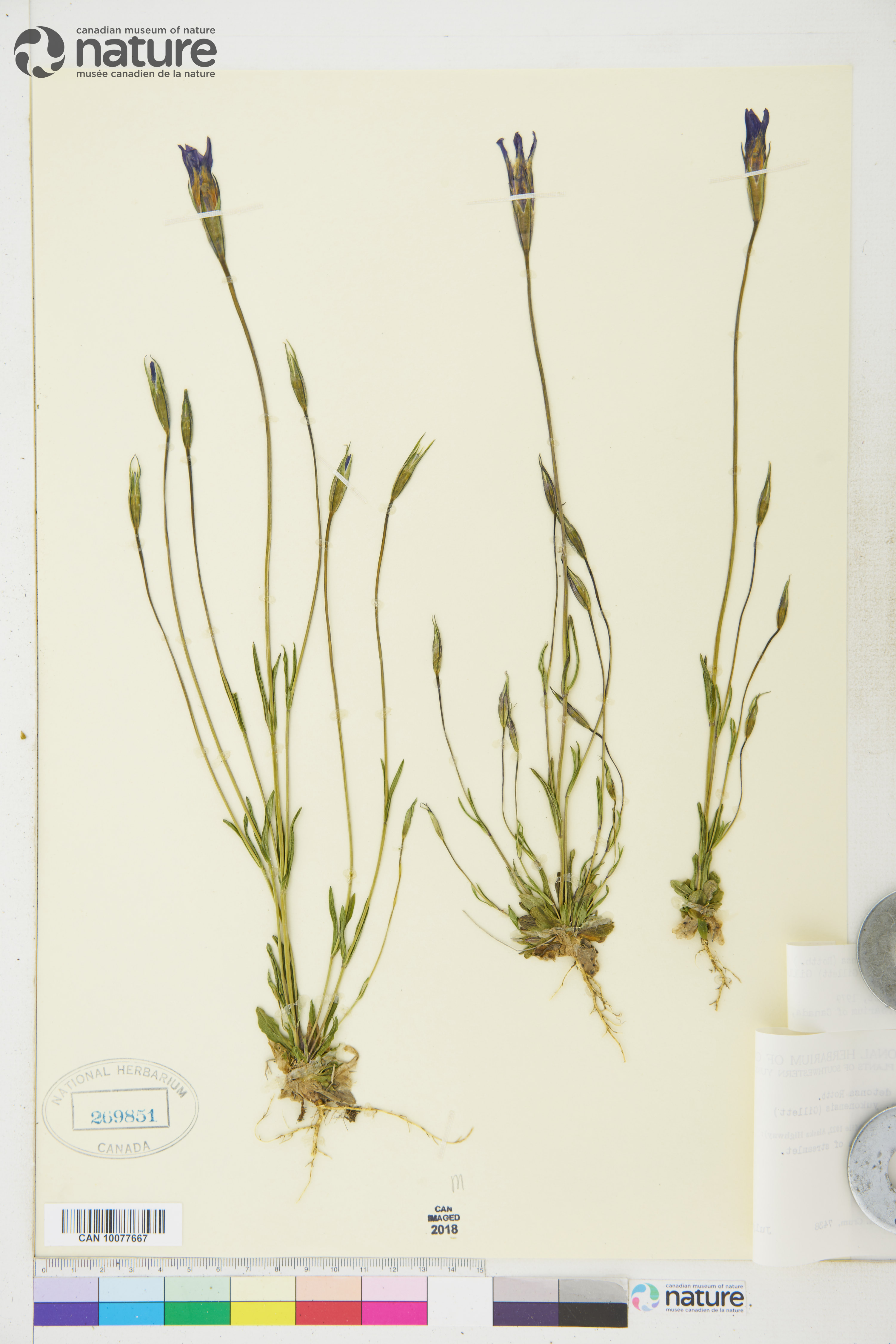 Gentianopsis detonsa image