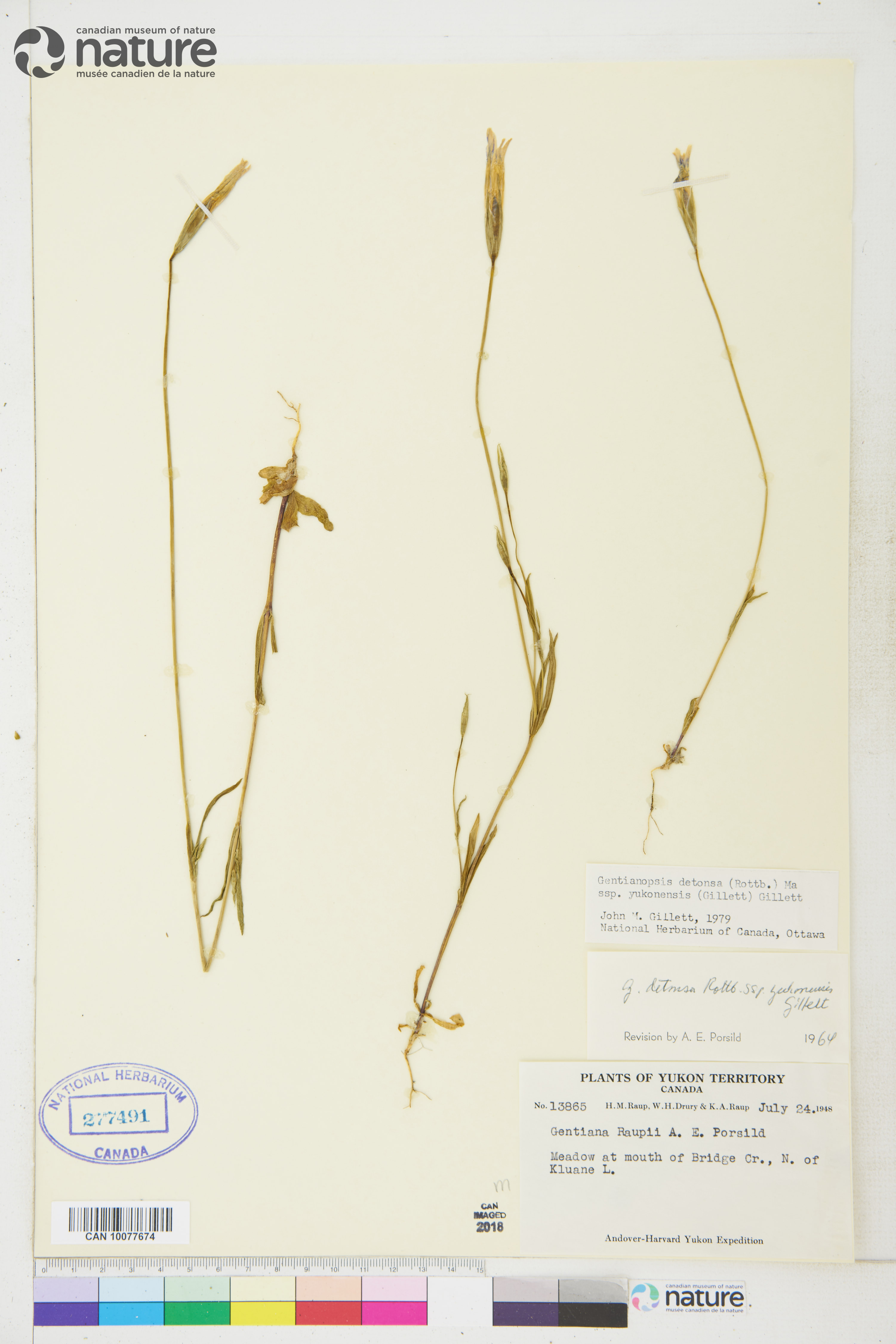 Gentianopsis detonsa image