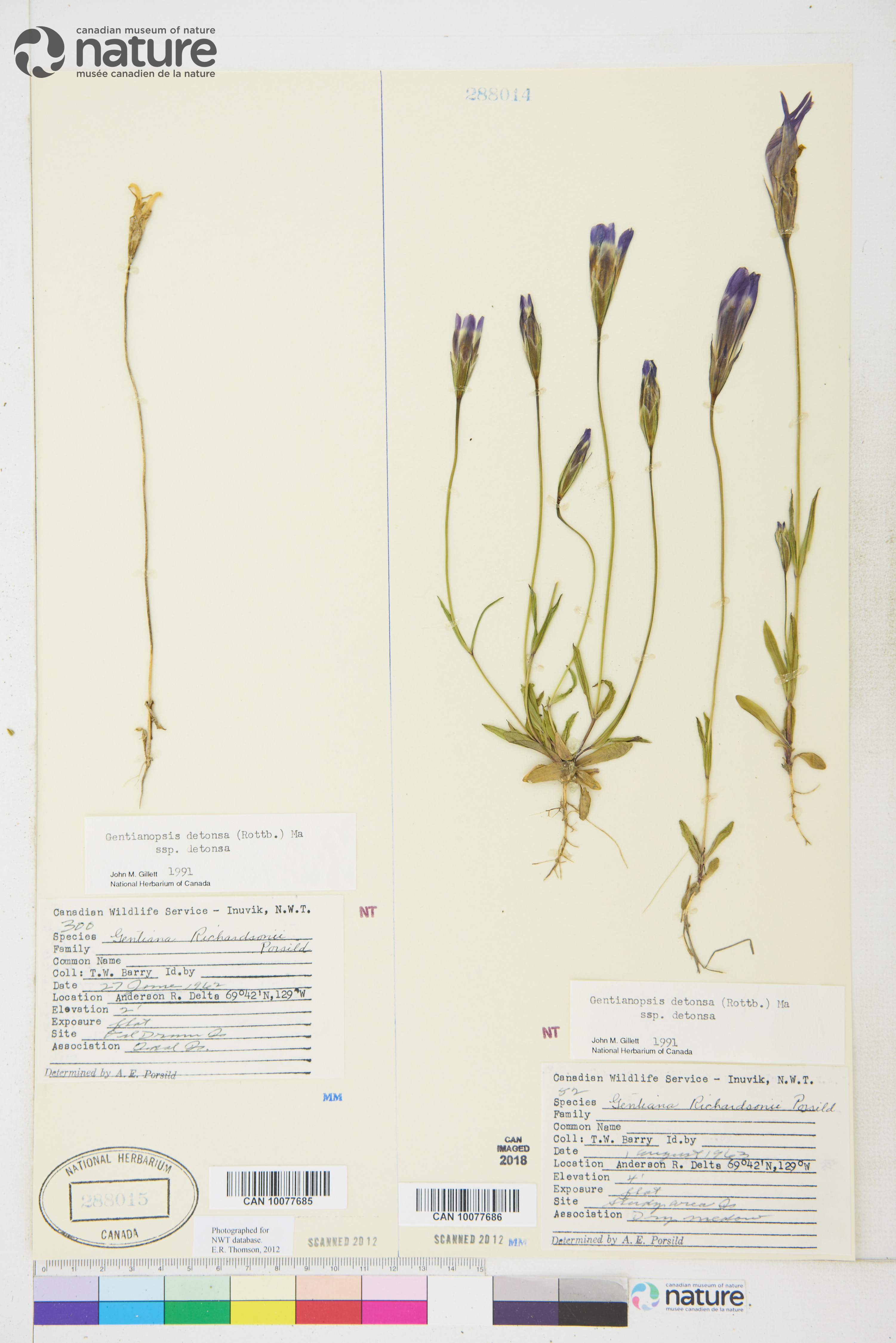 Gentianopsis detonsa subsp. detonsa image