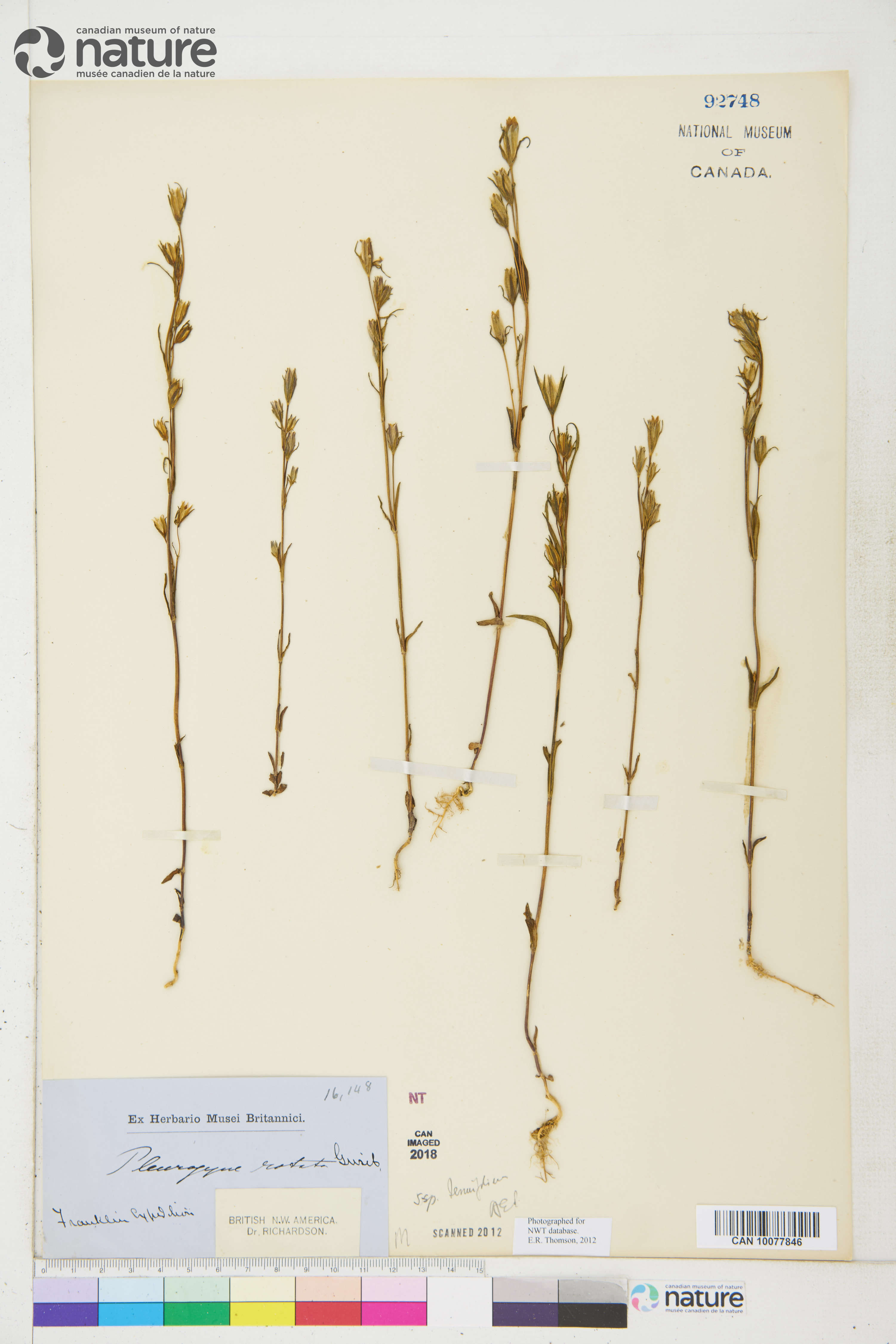 Lomatogonium rotatum subsp. rotatum image