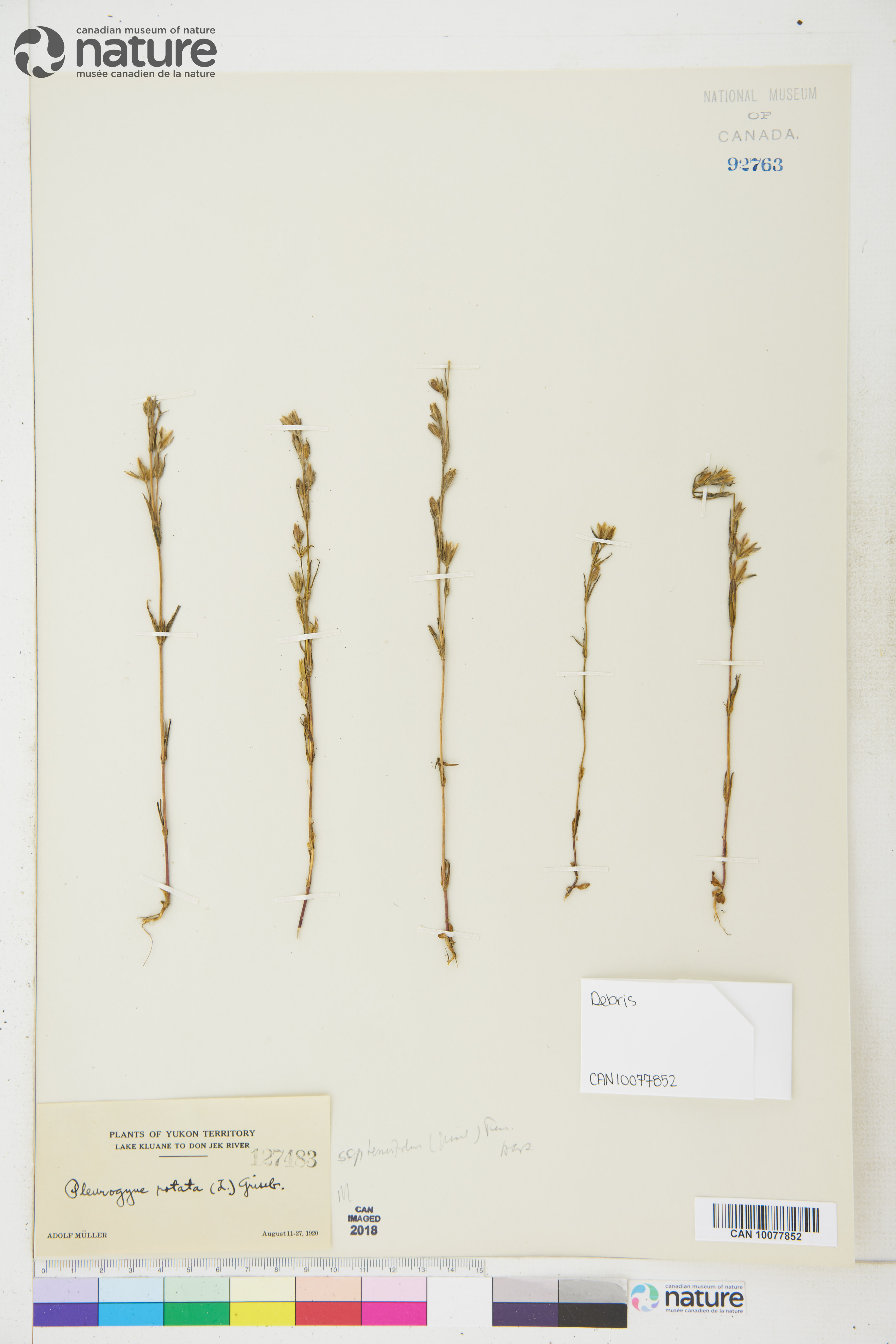 Lomatogonium rotatum subsp. rotatum image