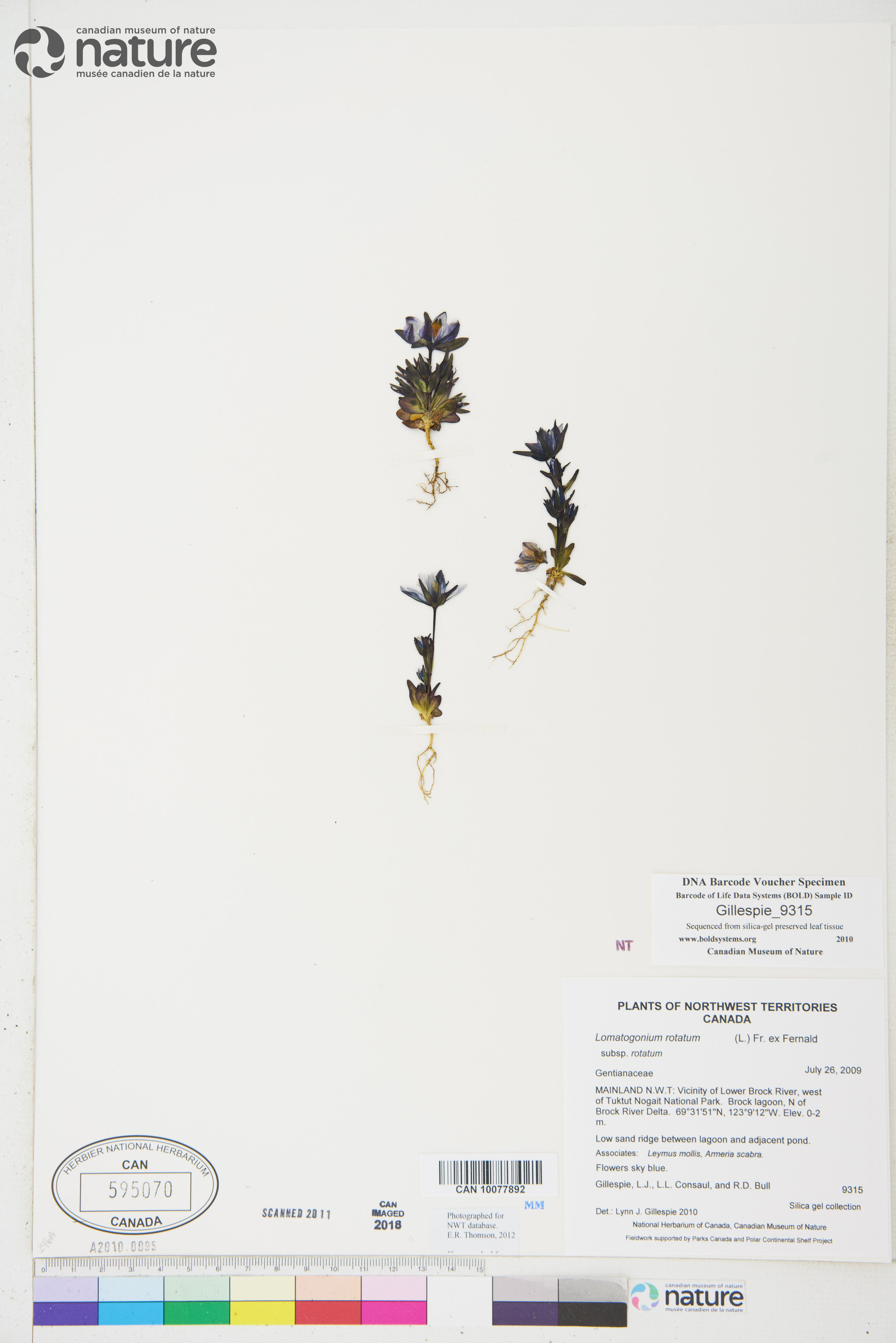 Lomatogonium rotatum subsp. rotatum image
